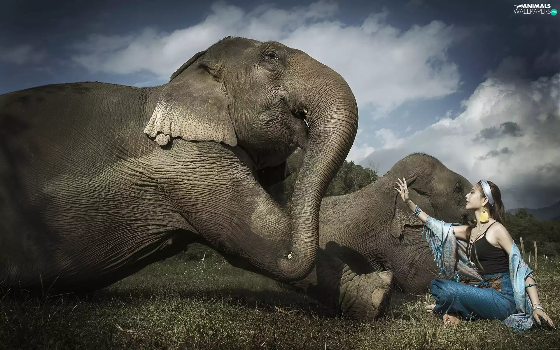 grass, sitting, viewes, girl, Elephants, trees, Sky