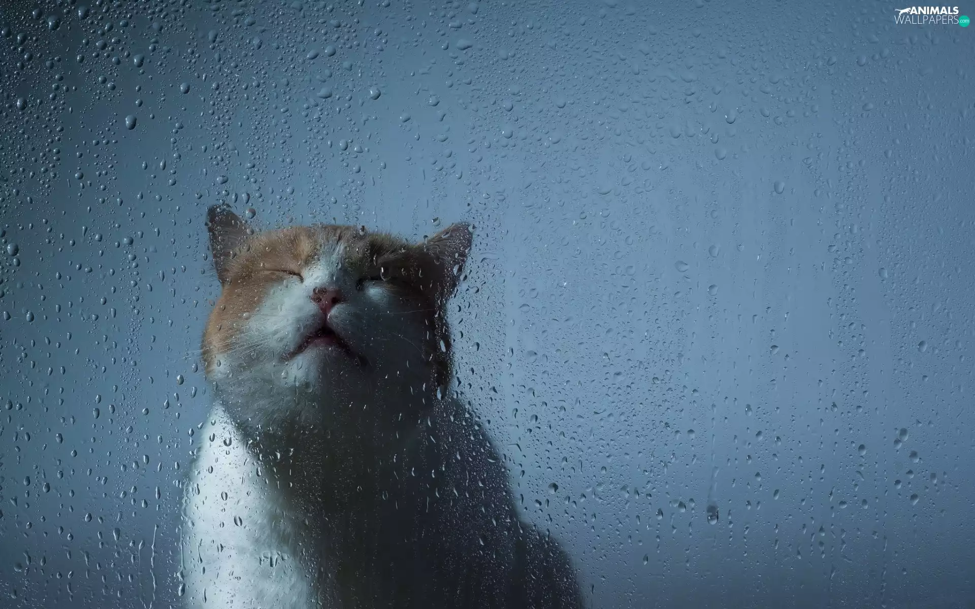 White and Ginger, Glass, drops, cat