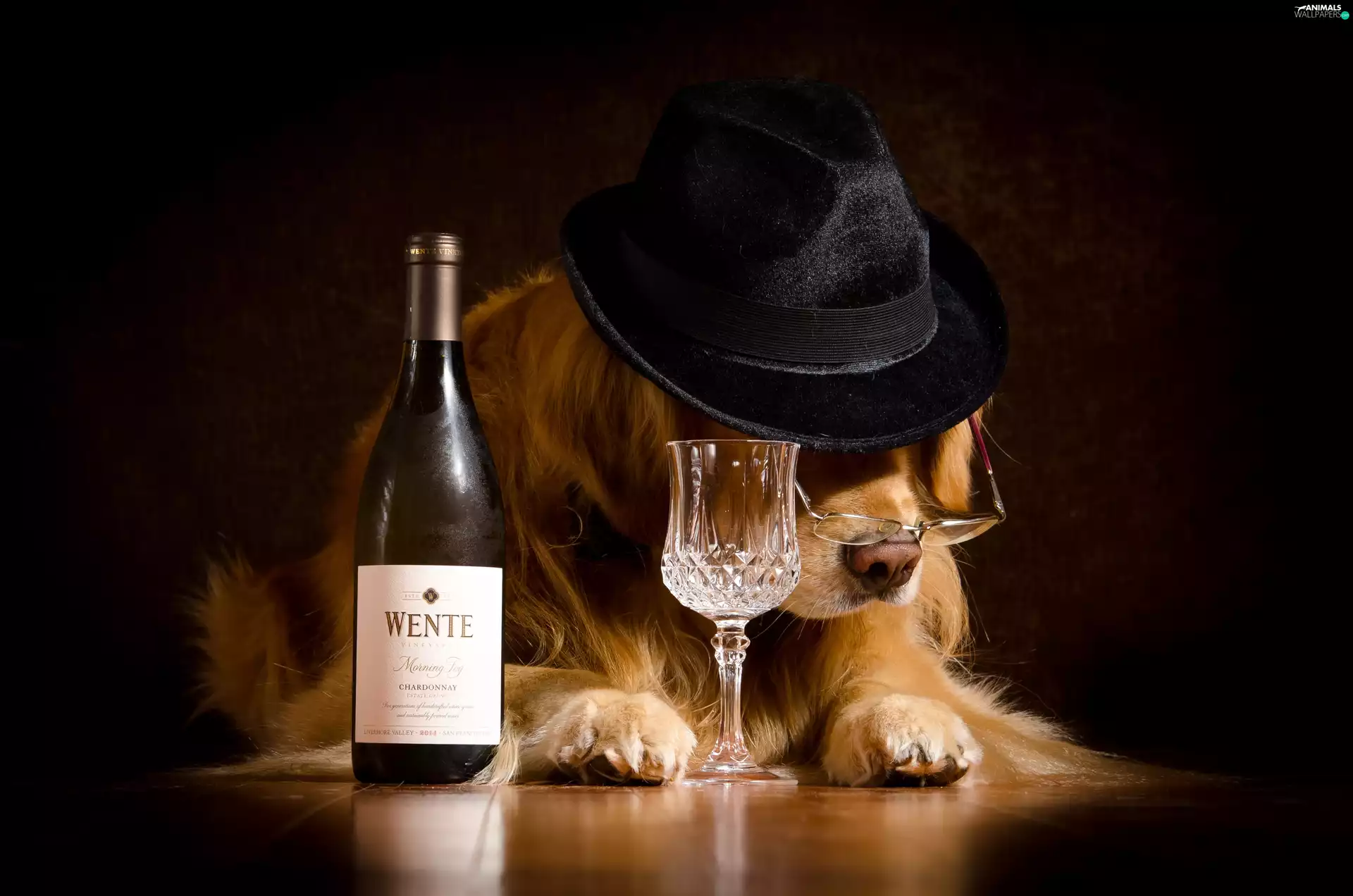 Hat, Funny, Wines, glass, Bottle, dog