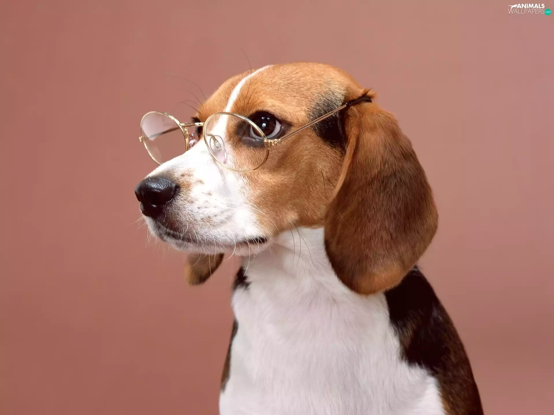 Glasses, Beagle