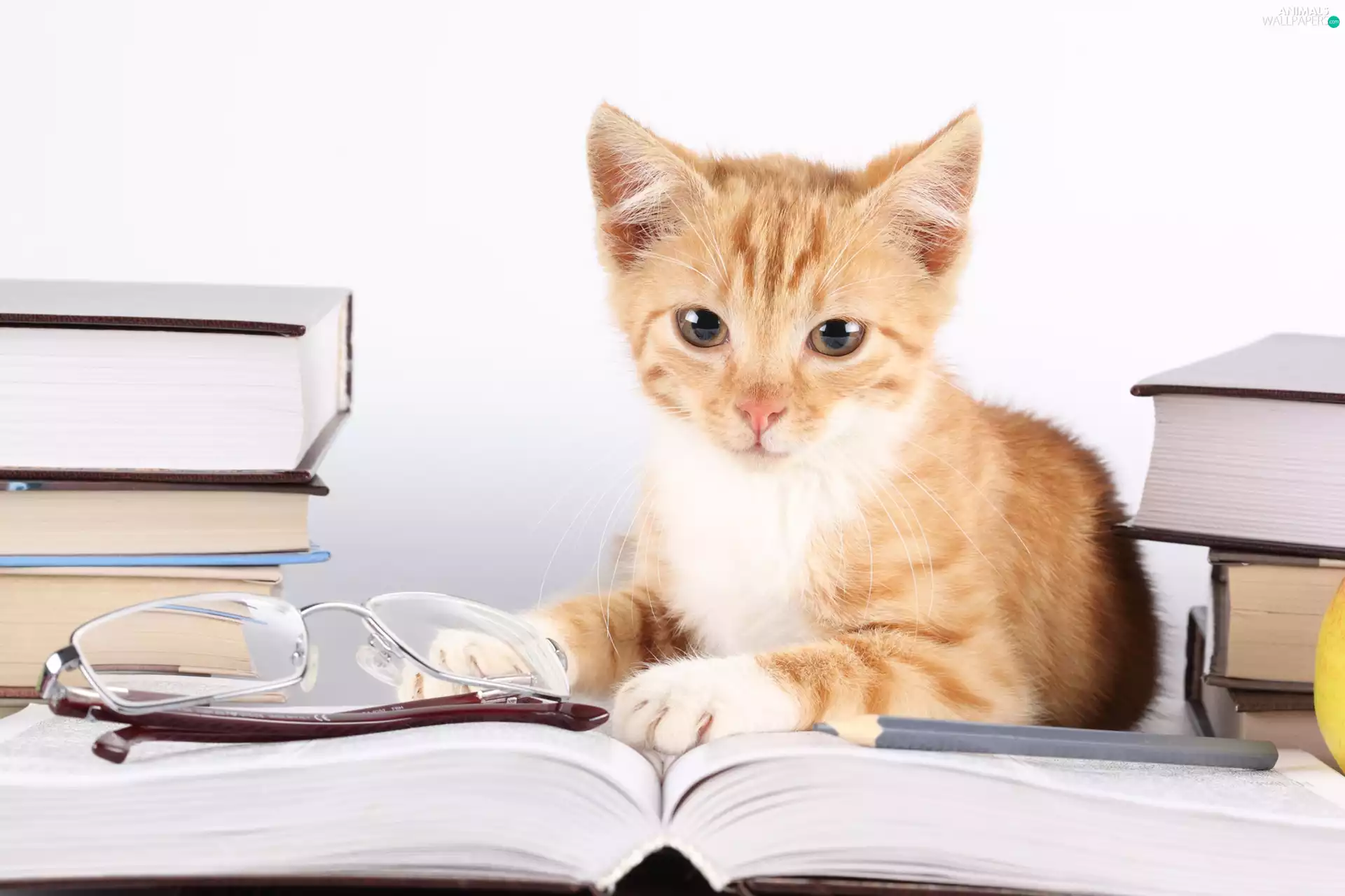 Glasses, kitten, Books