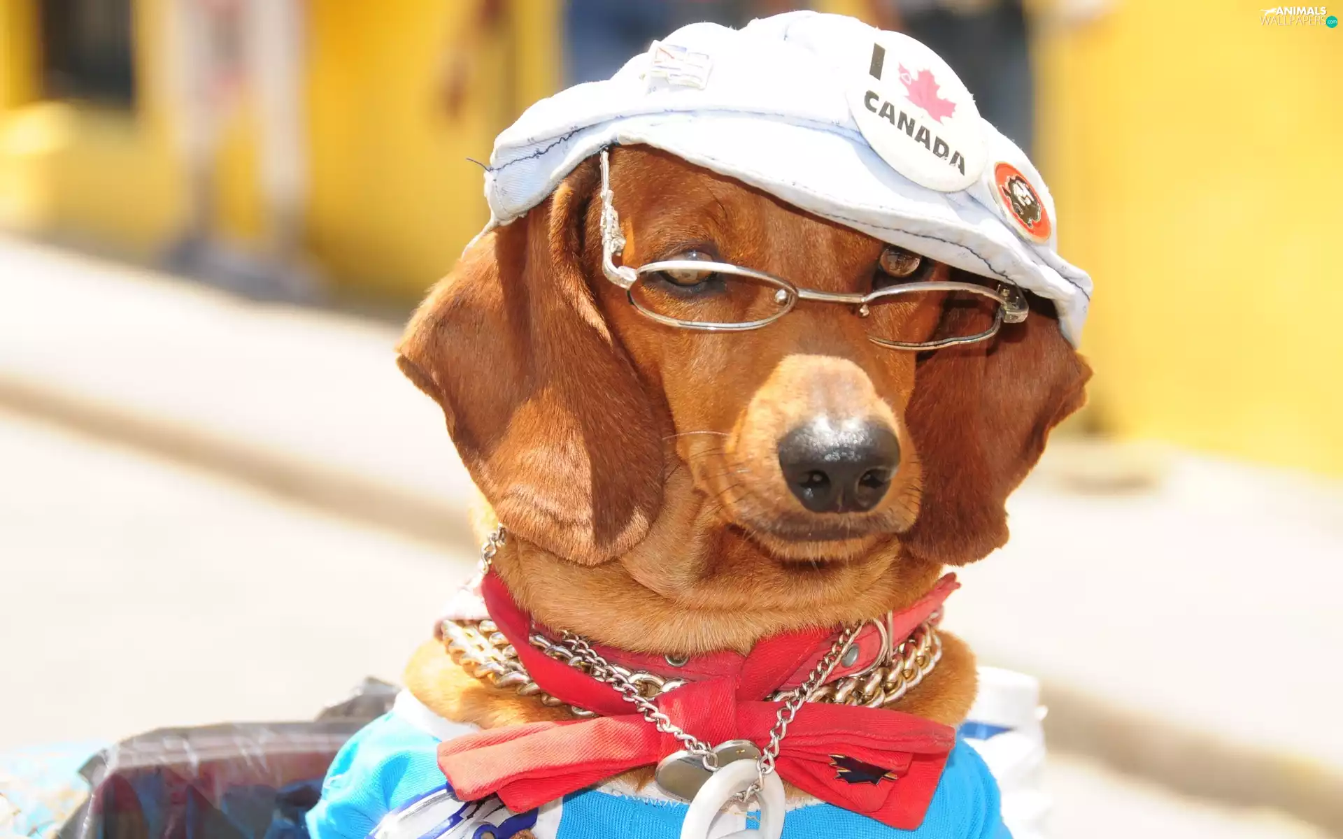 dachshund, Glasses, dog-collar, Hat