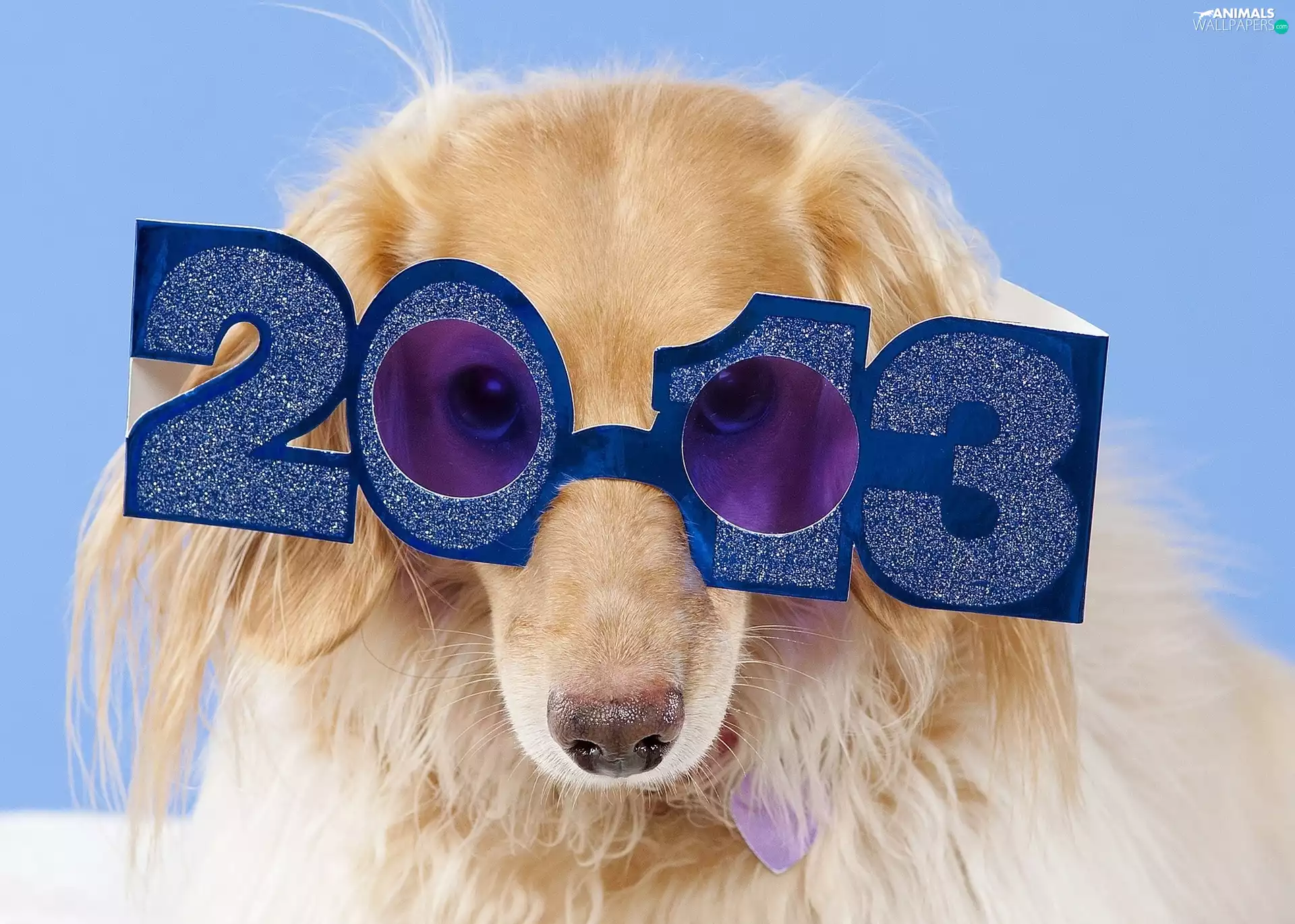dog, New, year, Glasses