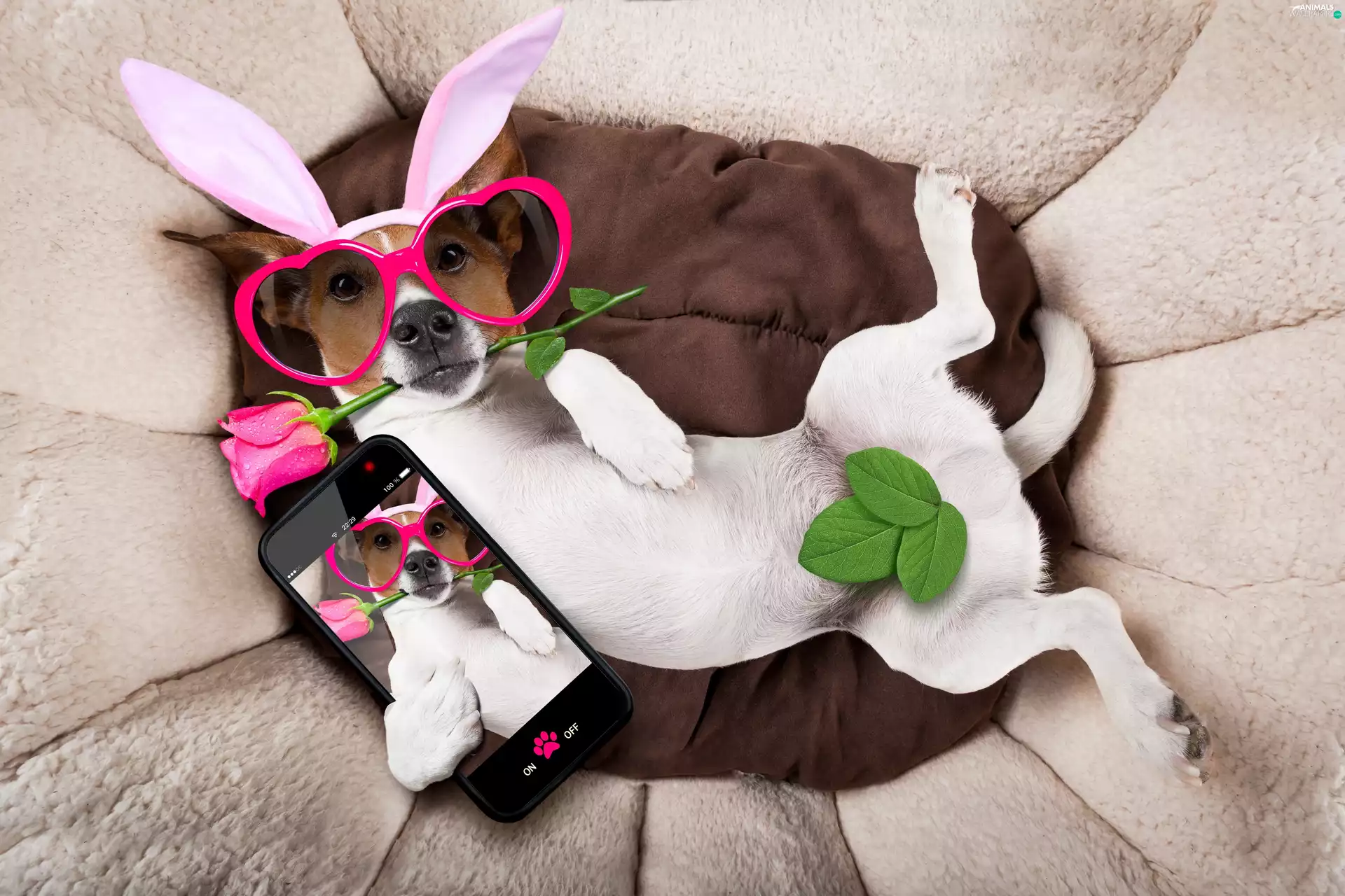 Glasses, dog, Telephone, Jack Russell Terrier, funny, rose, Selfie