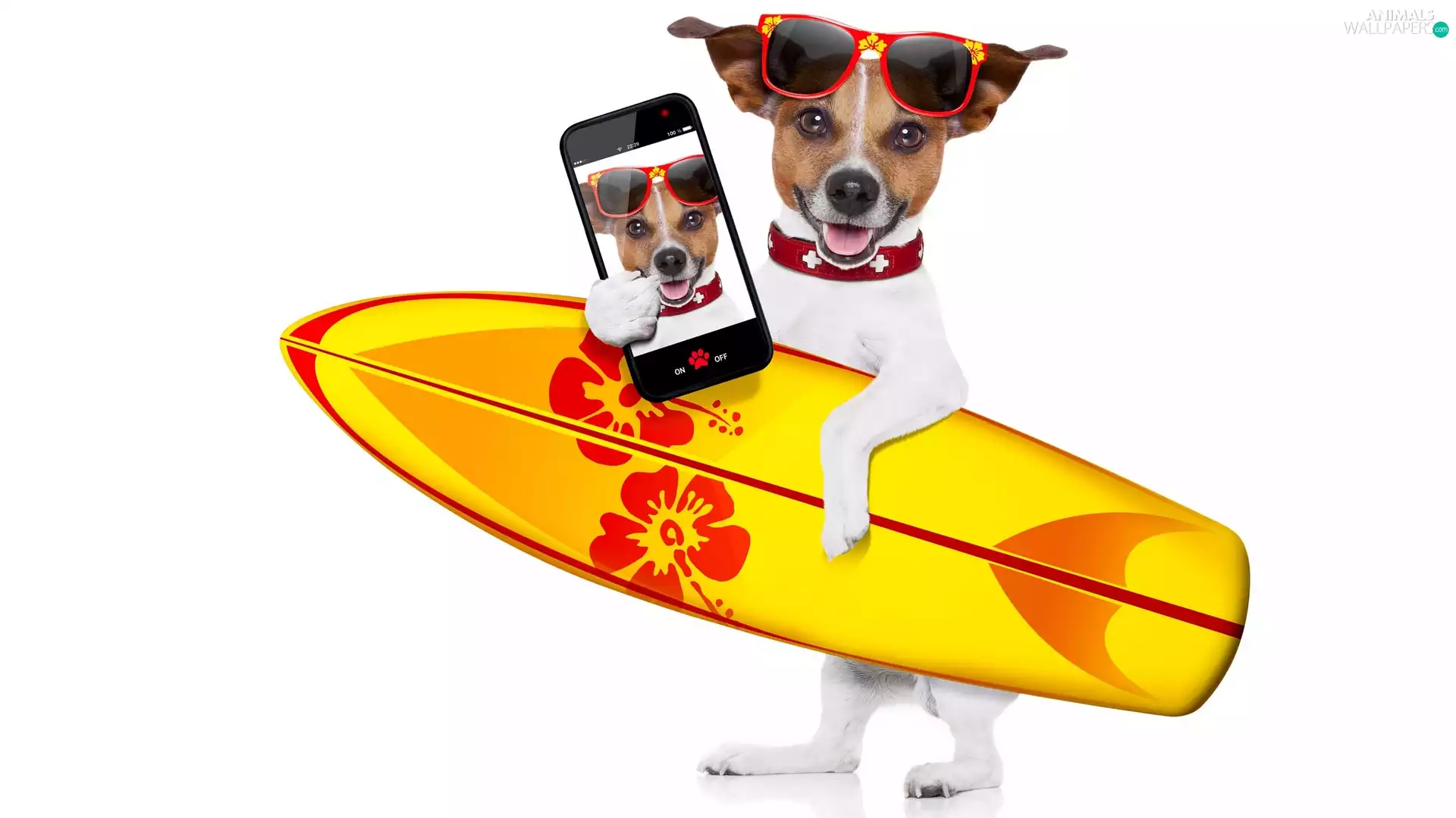 Jack Russell Terrier, Glasses, Telephone, Surfboard