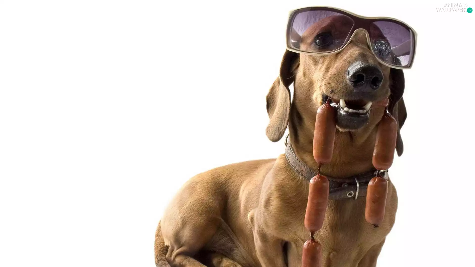 dachshund, Glasses, Wieners, dog-collar