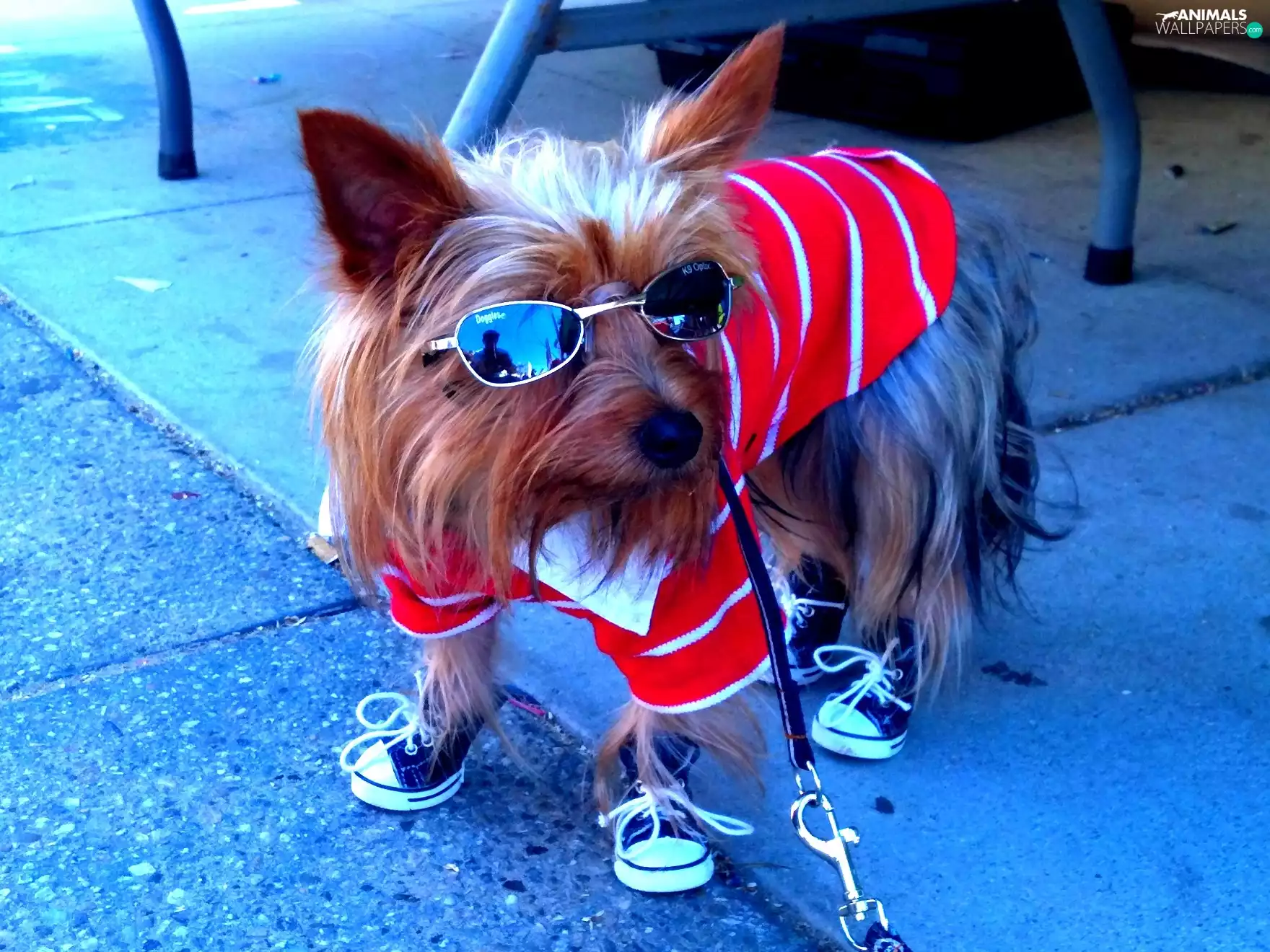 York, sneakers, disguise, Glasses