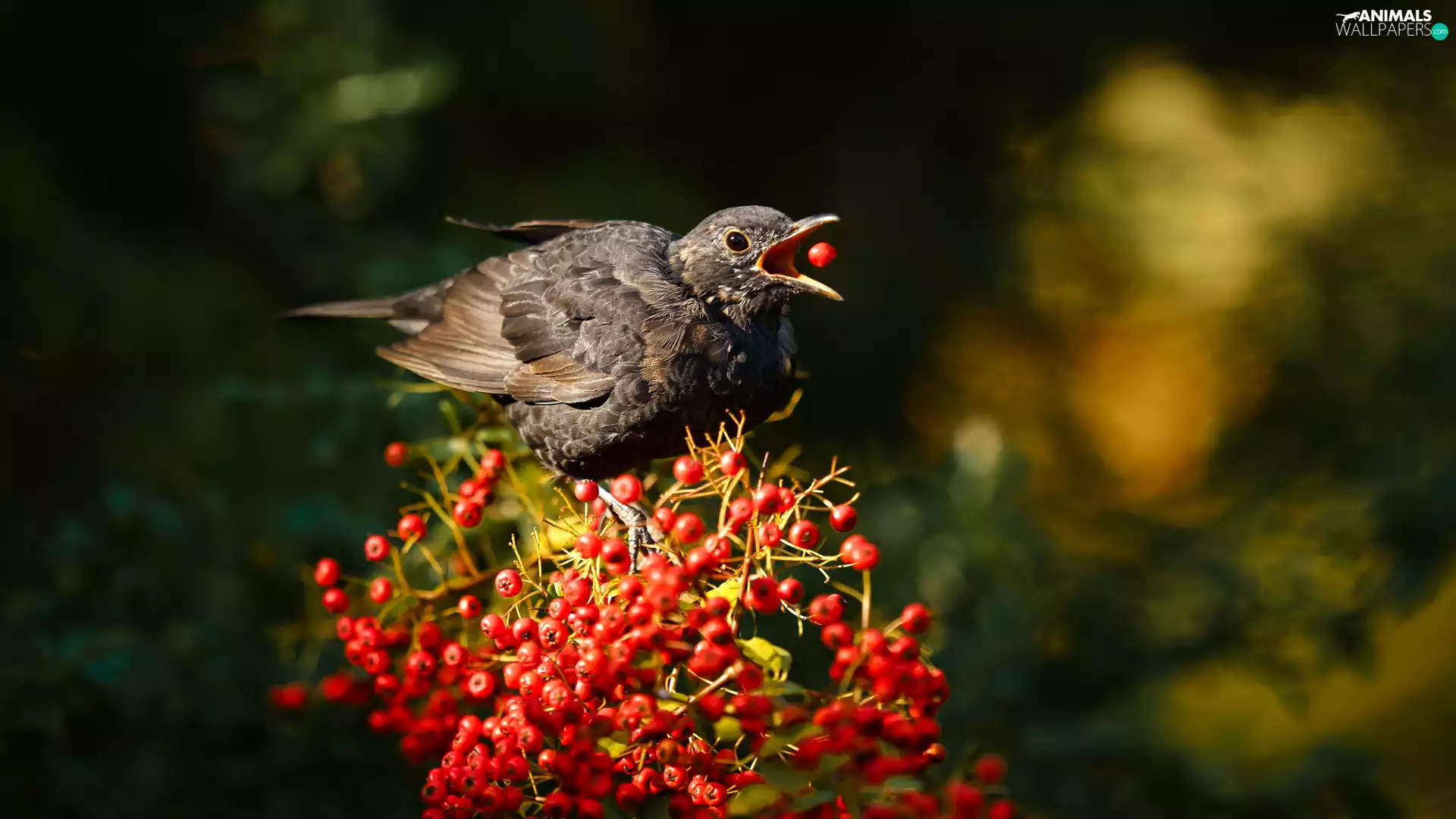 Red, Bird, blueberries, glimmer, Fruits, Blackbird