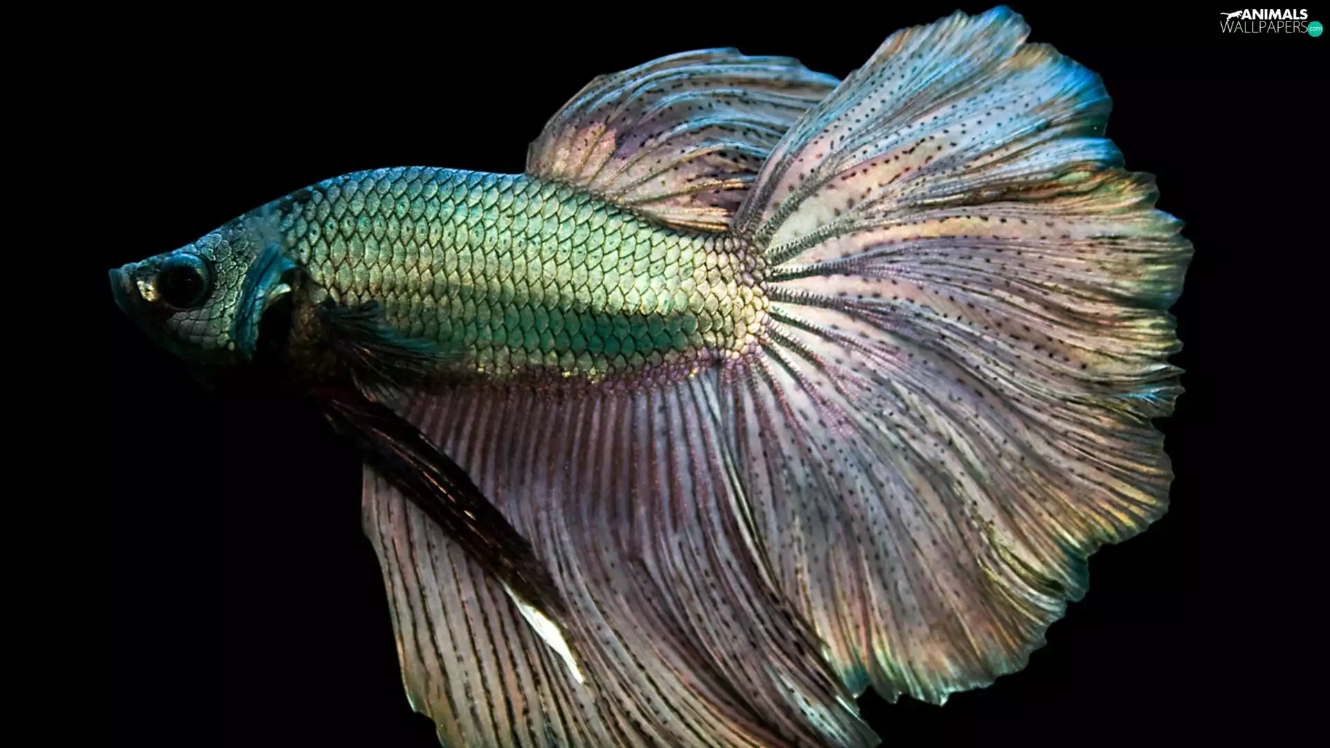 fish, tail, fighter, Glossy