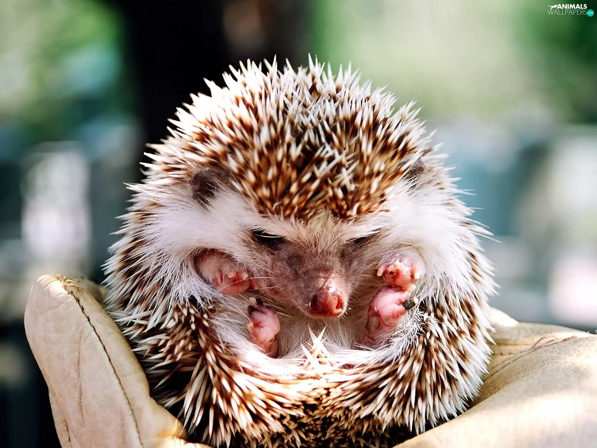 glove, hedgehog, ##