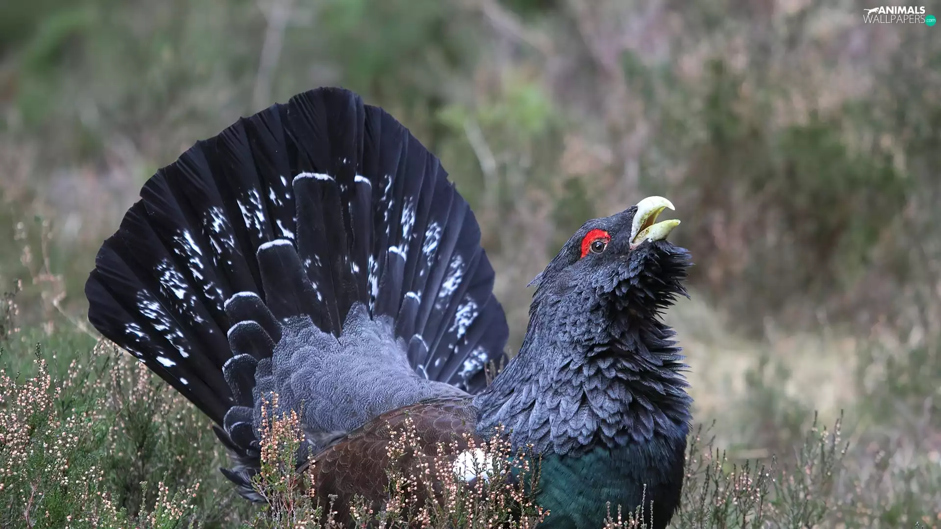 Głuszec, VEGETATION