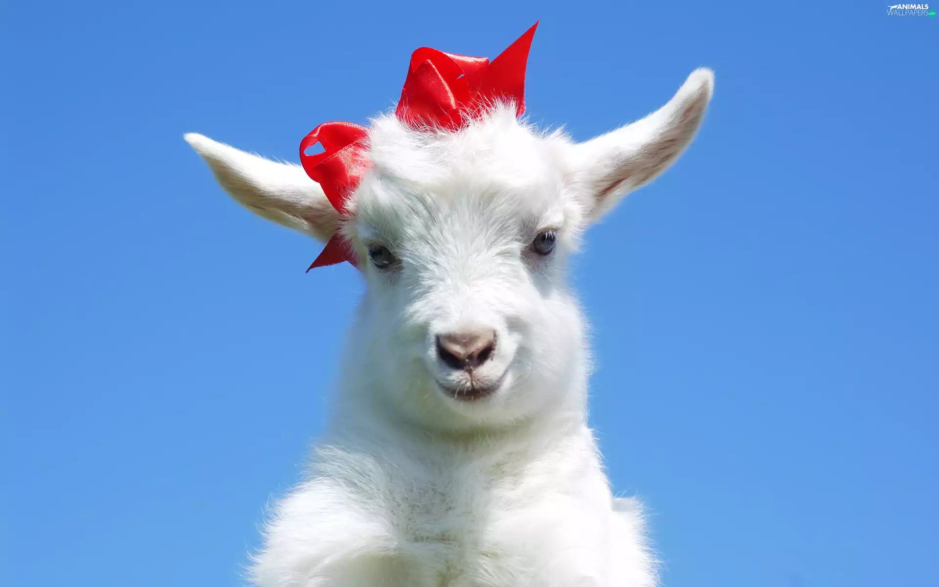 flip-flap, goat, Goat