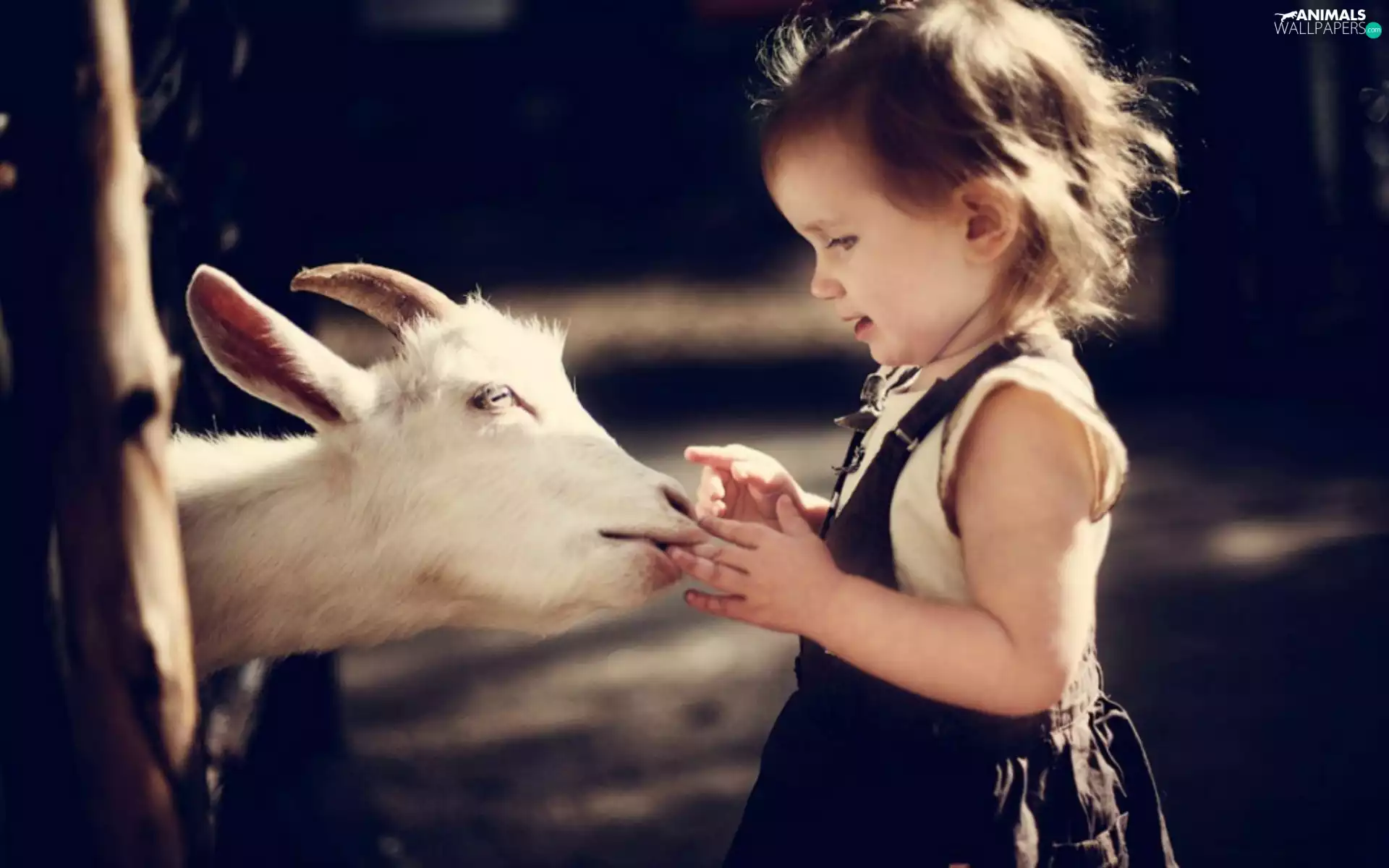 Goat, small, girl