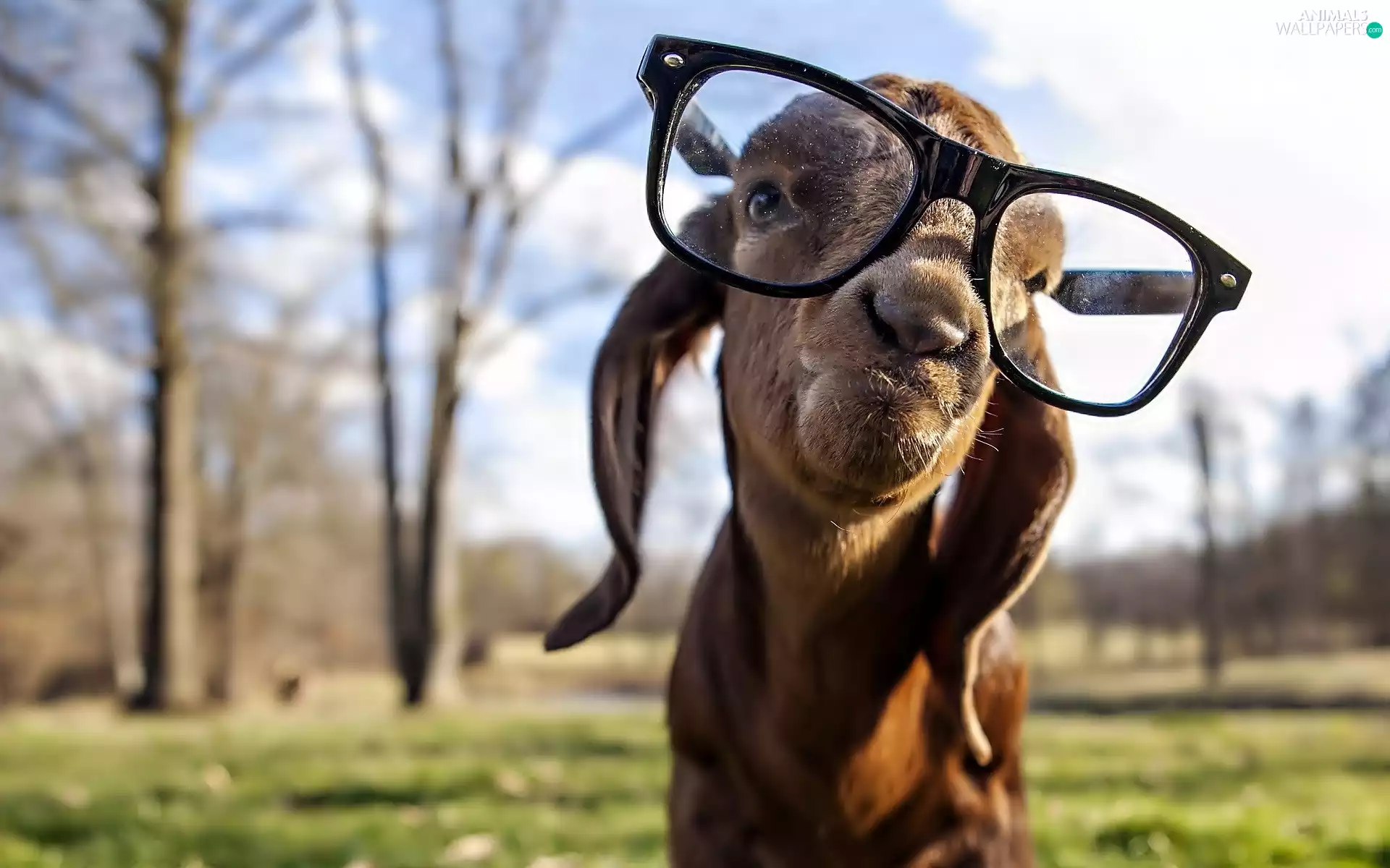 goat, Glasses