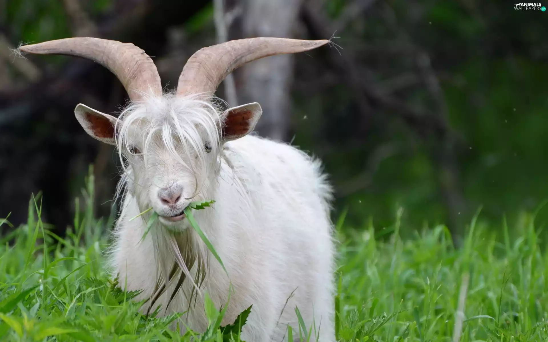 goat, grass