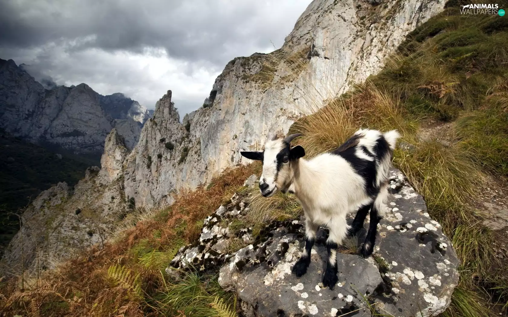 goat, Mountains