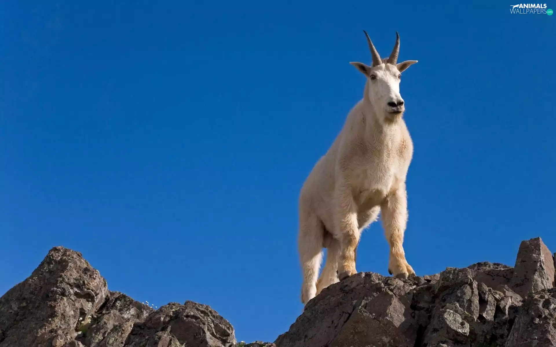 goat, rocks
