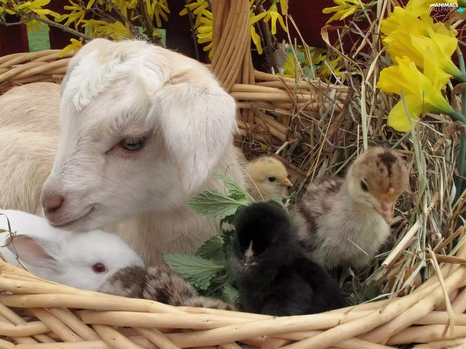 small, Bunny, chickens, goat