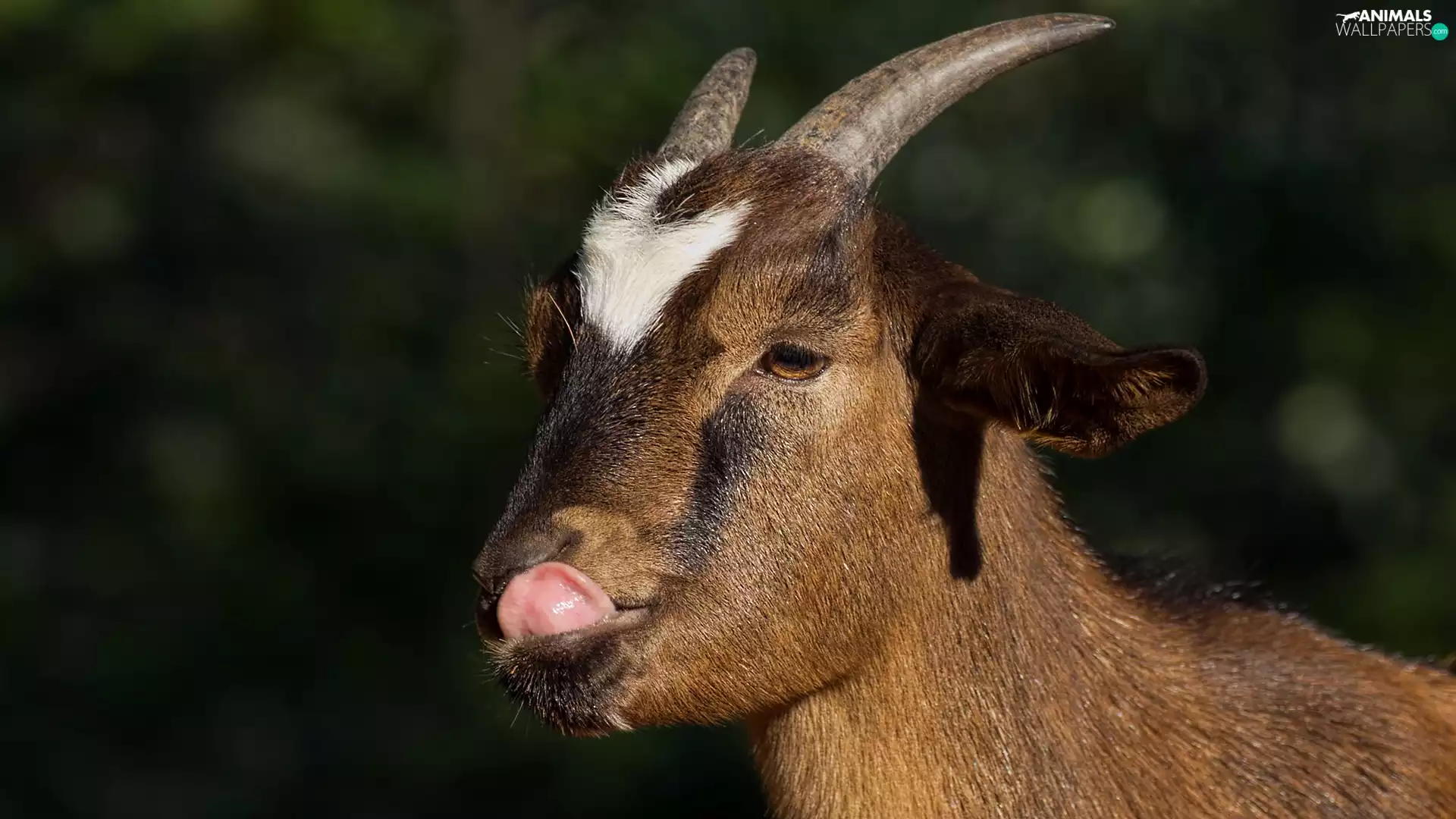 small, Tounge, rapprochement, goat