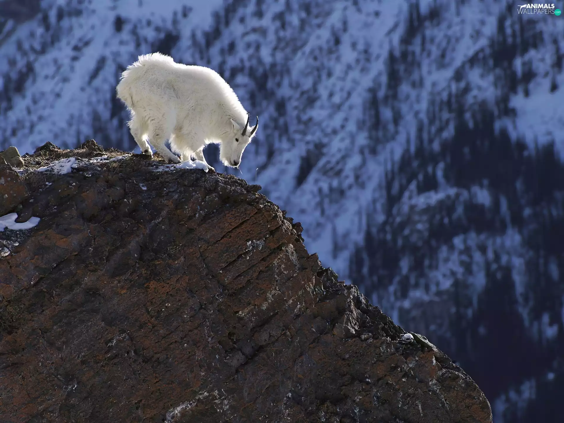 goat, Mountains, White