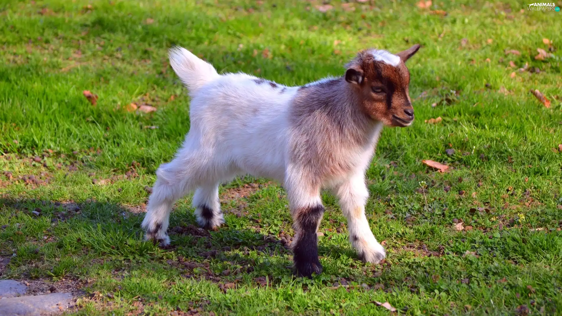 young, Meadow, Leaf, Goat