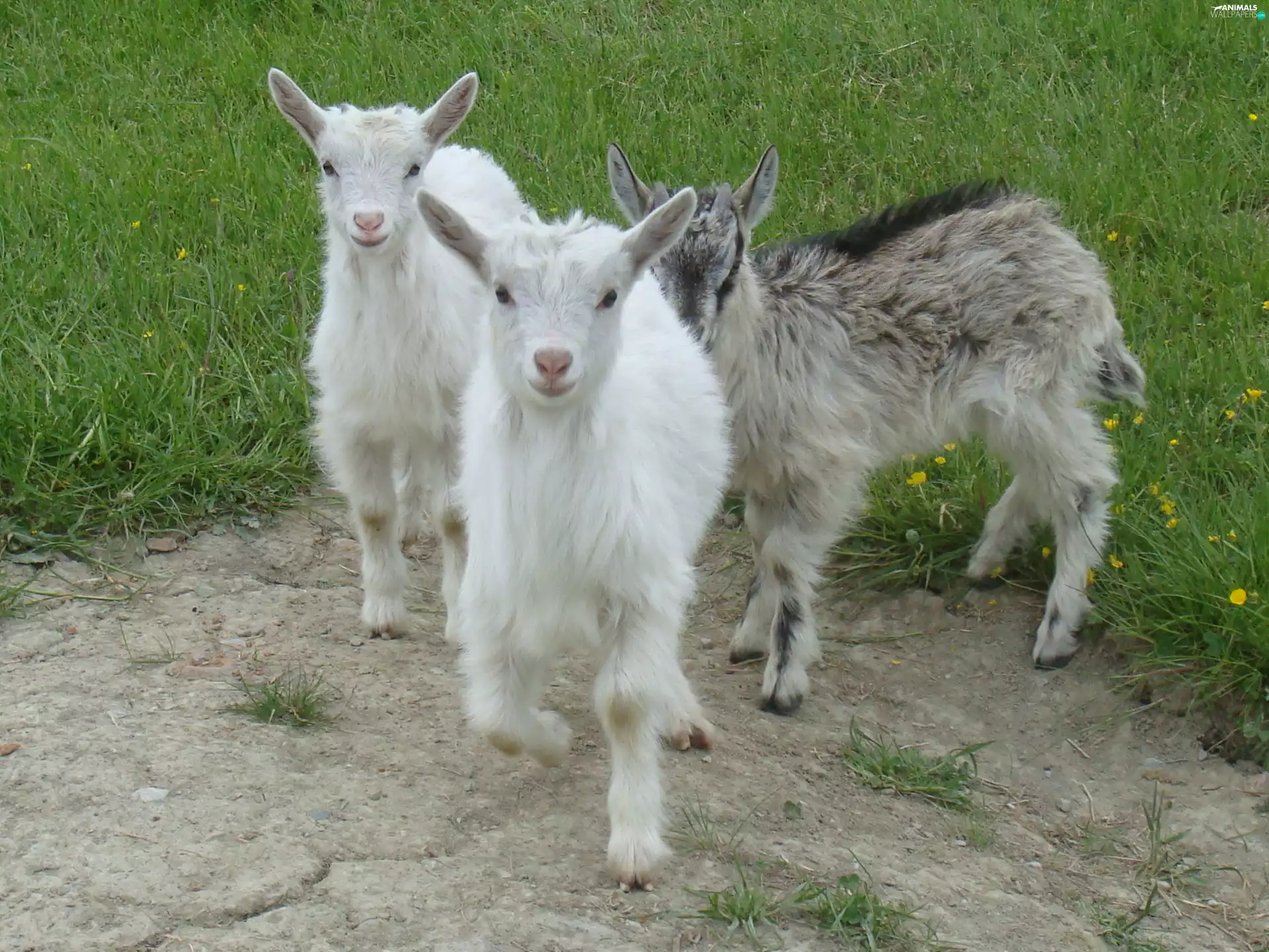 Goats, Meadow
