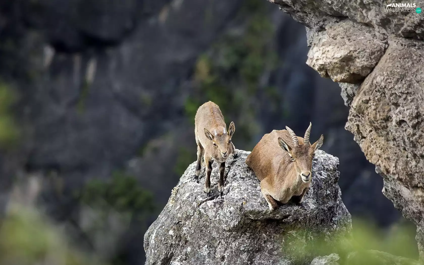 Goats, rocks