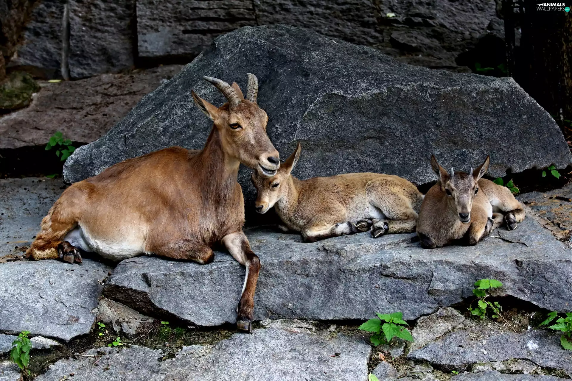 Goats, Stones