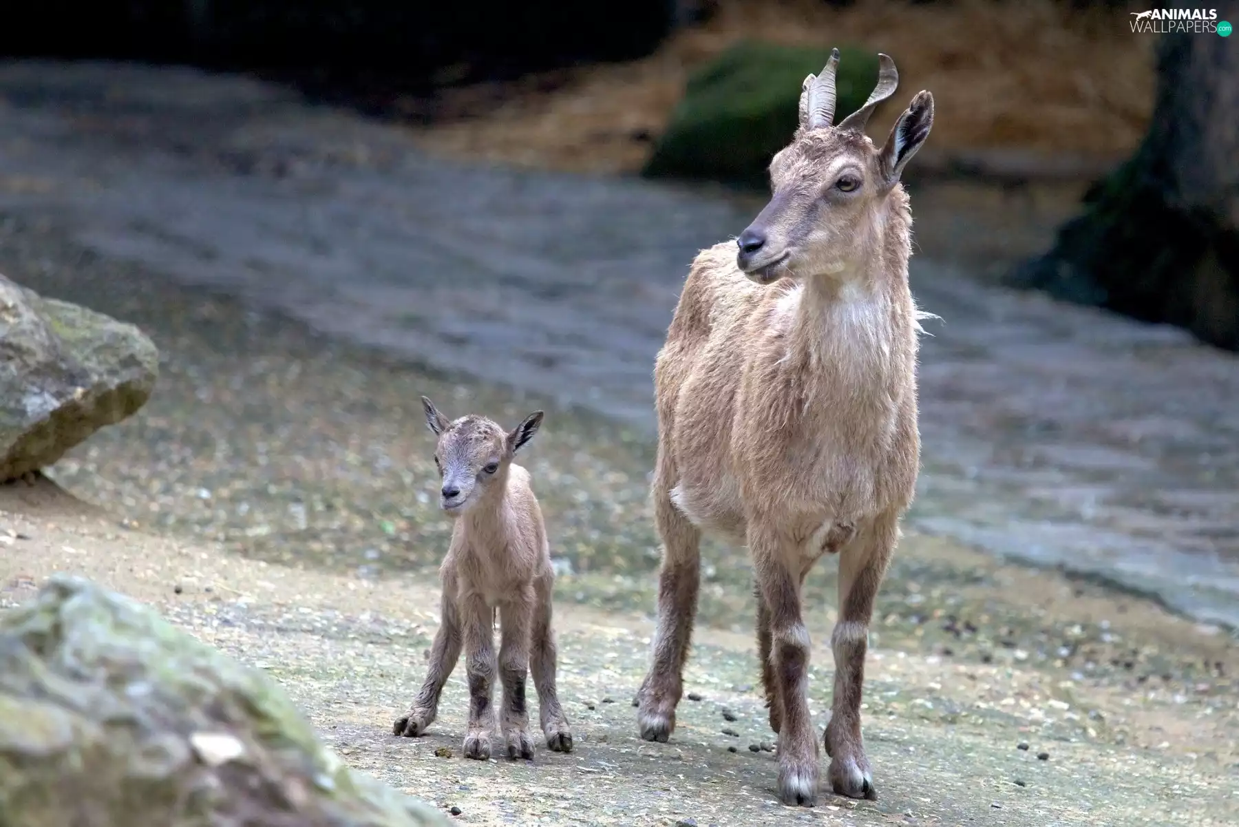 Two, high, small, Goats