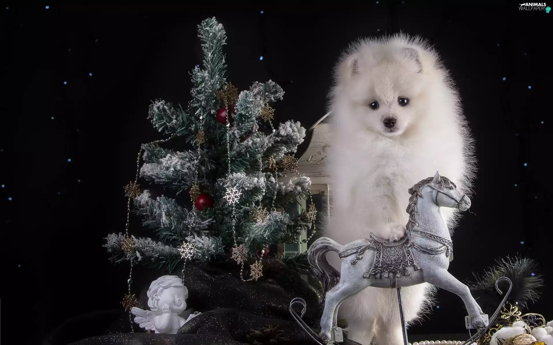 God, point, christmas tree, decor, dog, birth, sea-horse