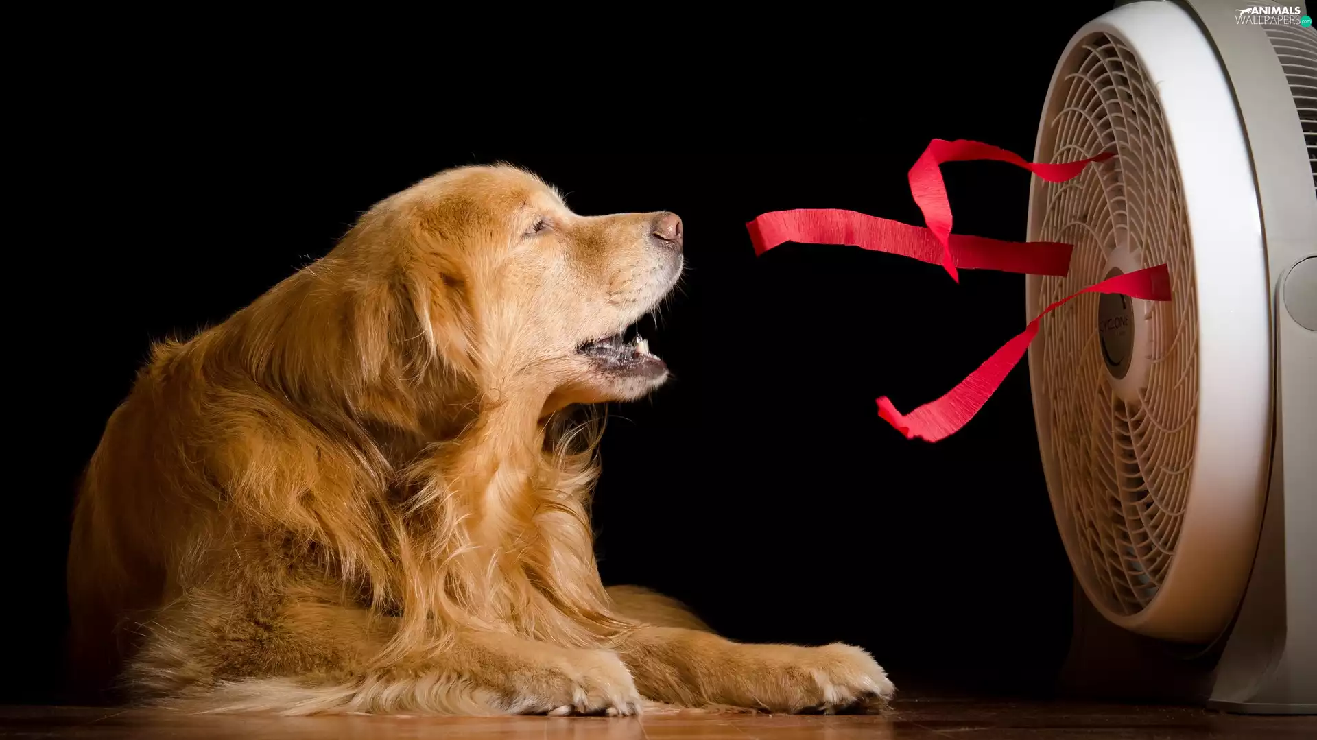 Ribbons, black background, Golden Retriever, Windmill, dog