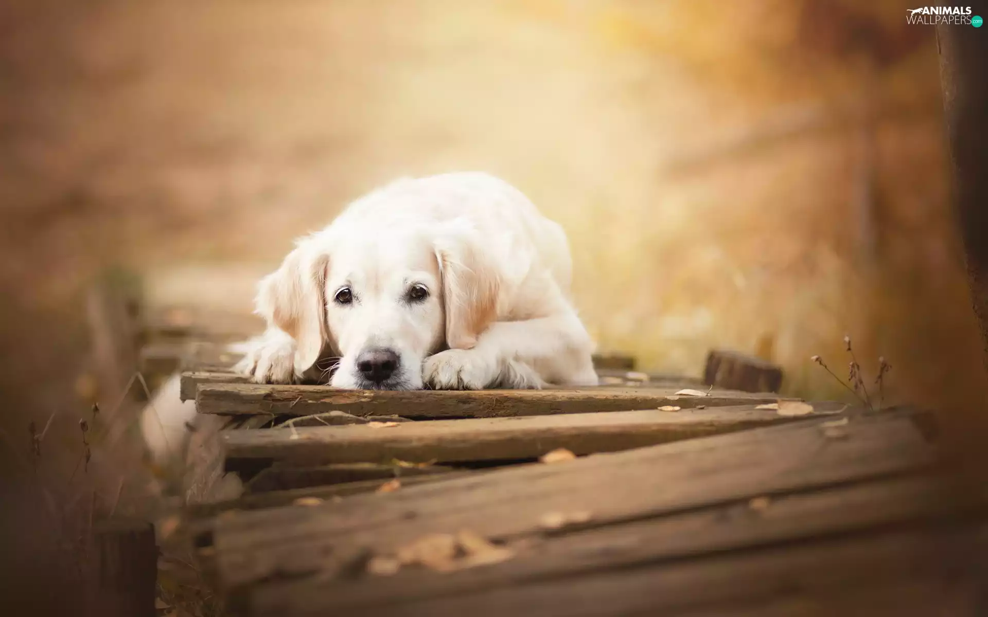 Golden Retriever, bridge