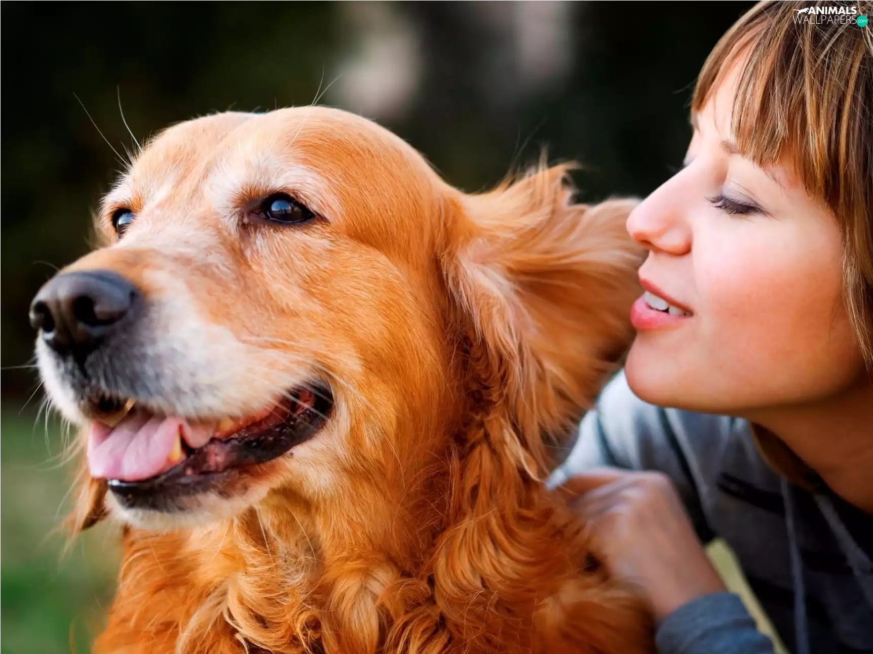 dog, retriever, girl, golden