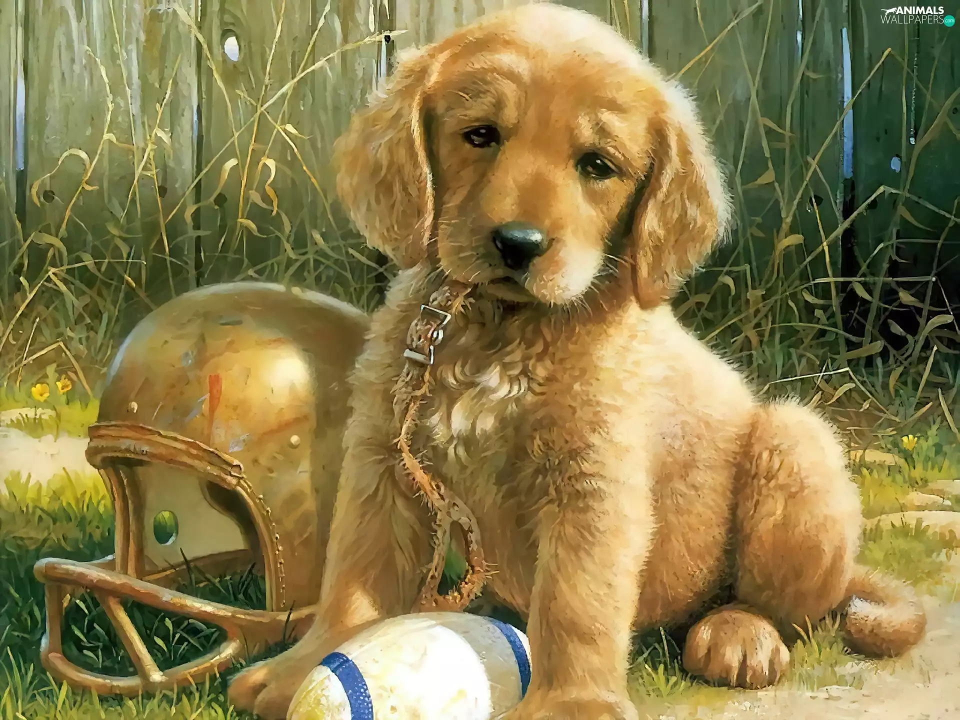 Leash, Ball, Puppy, Golden Retriever, dog