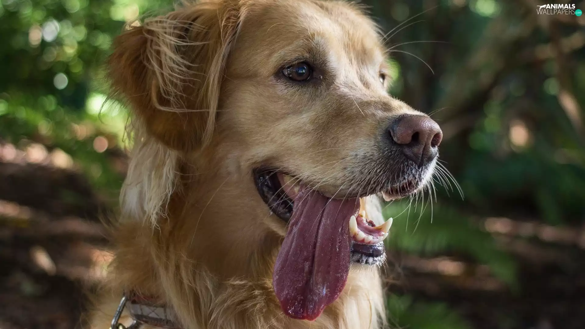 dog, retriever, Tounge, golden