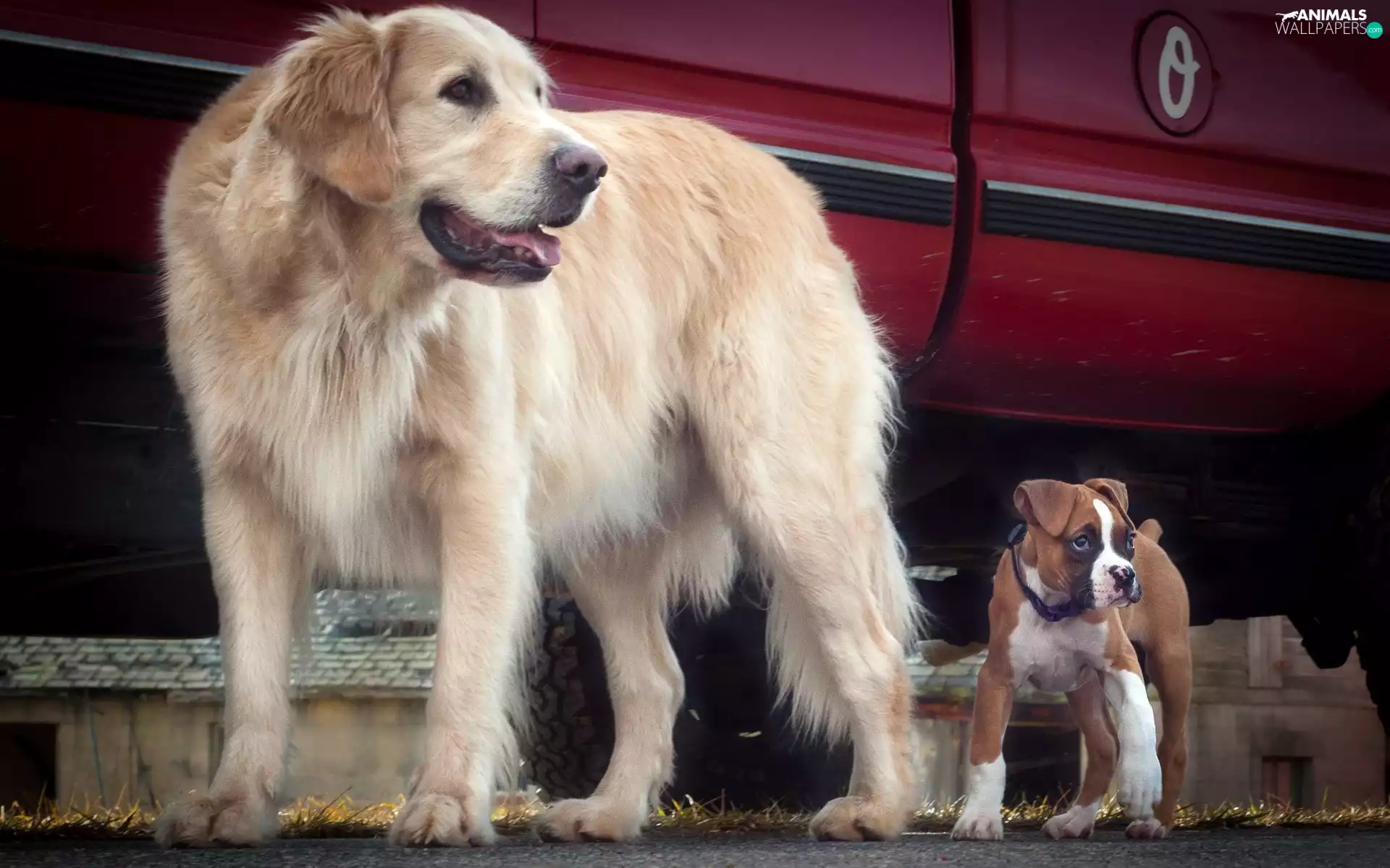 Two cars, boxer, Golden Retriever, Dogs