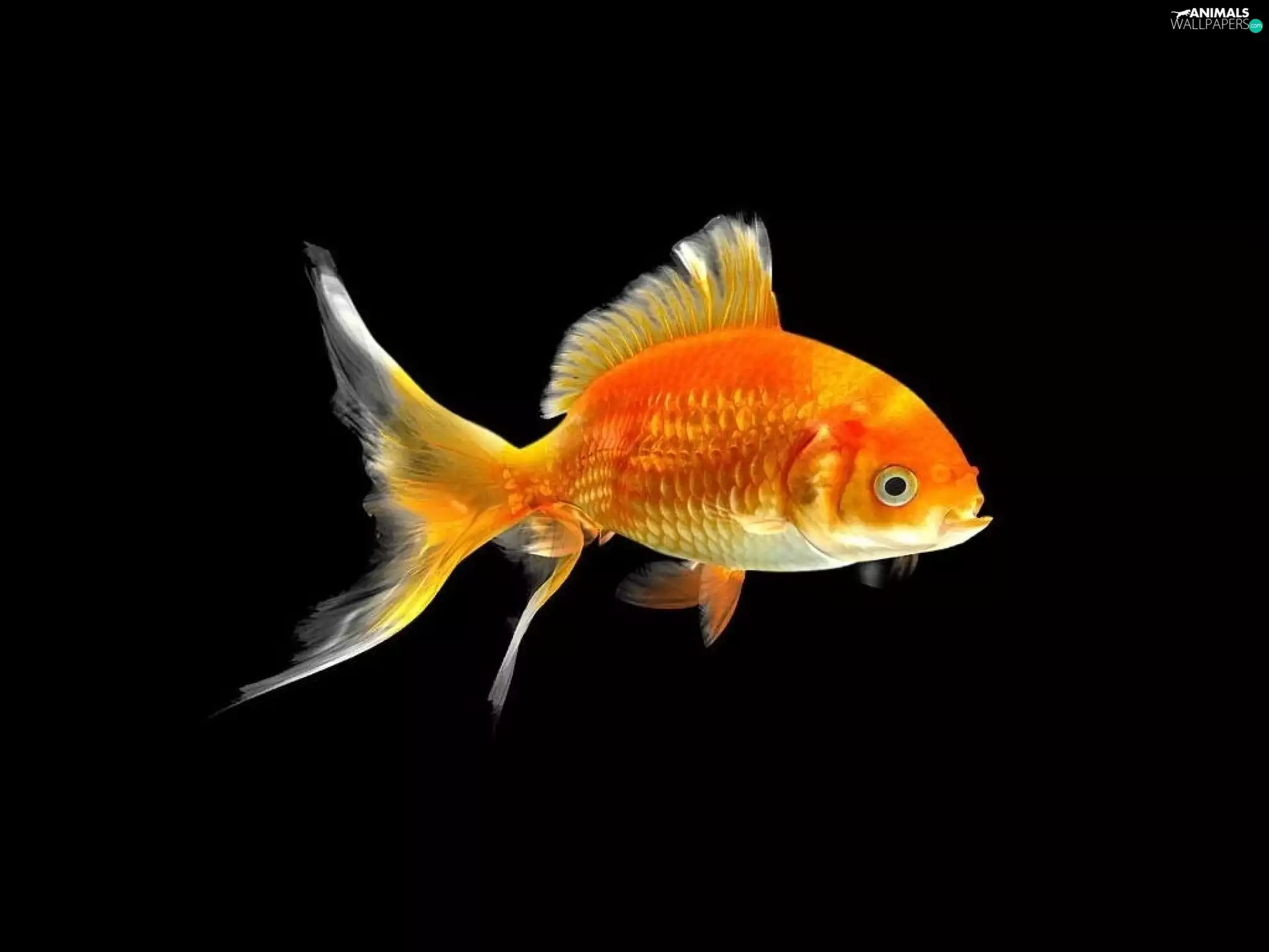 Golden automobile, Fish