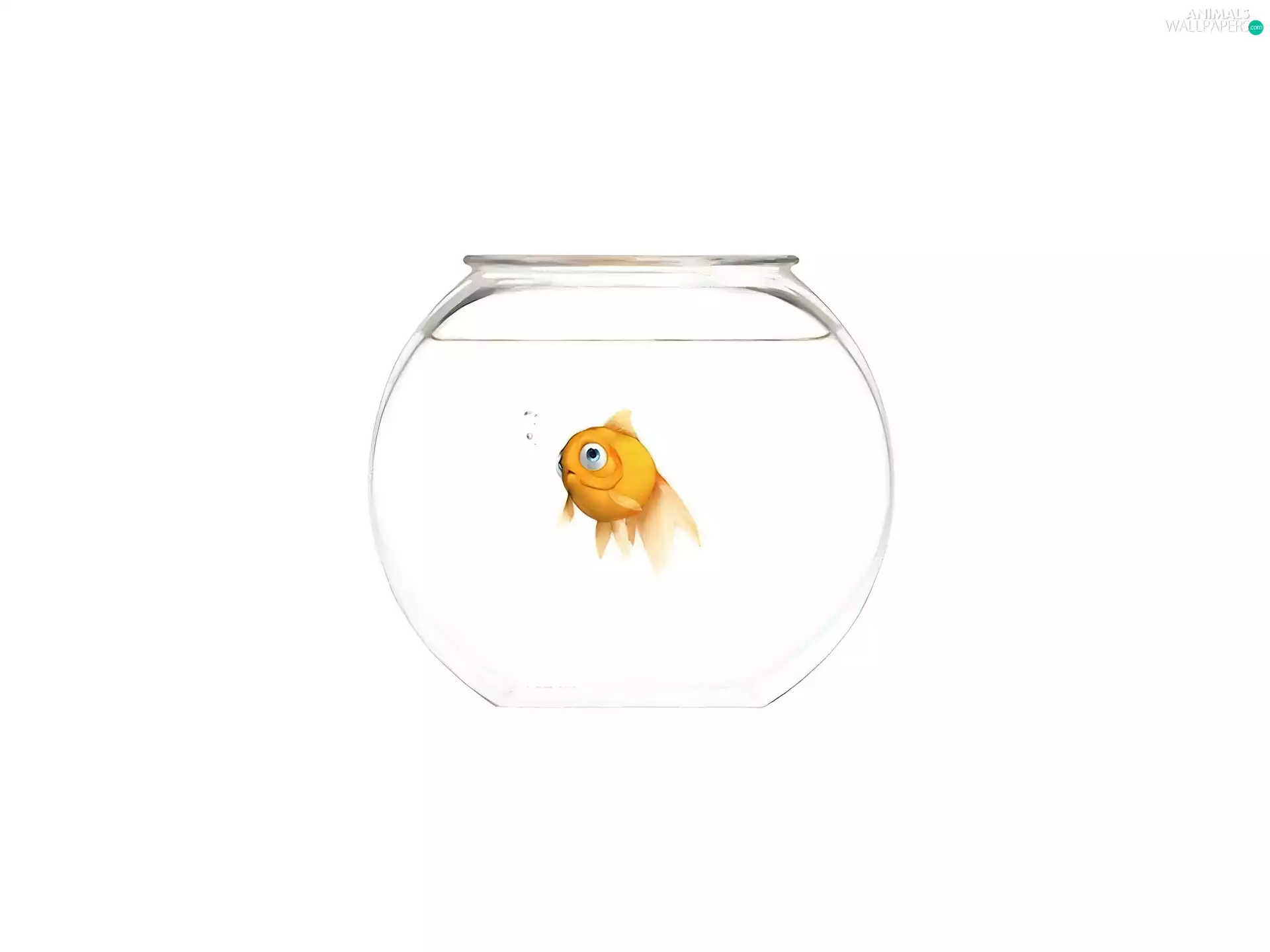 Golden automobile, Fish