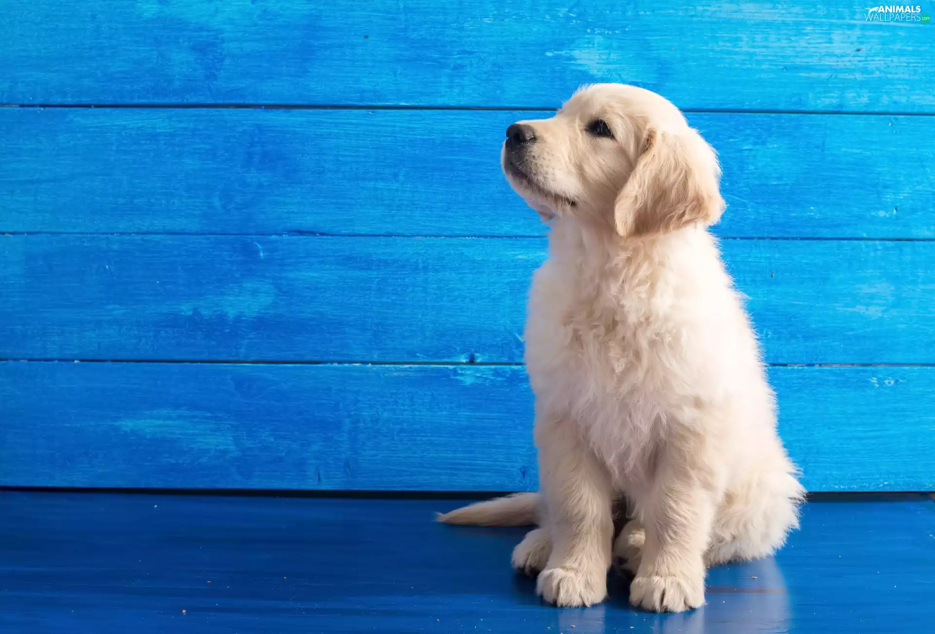 Blue, background, puppie, Golden Retriever, honeyed