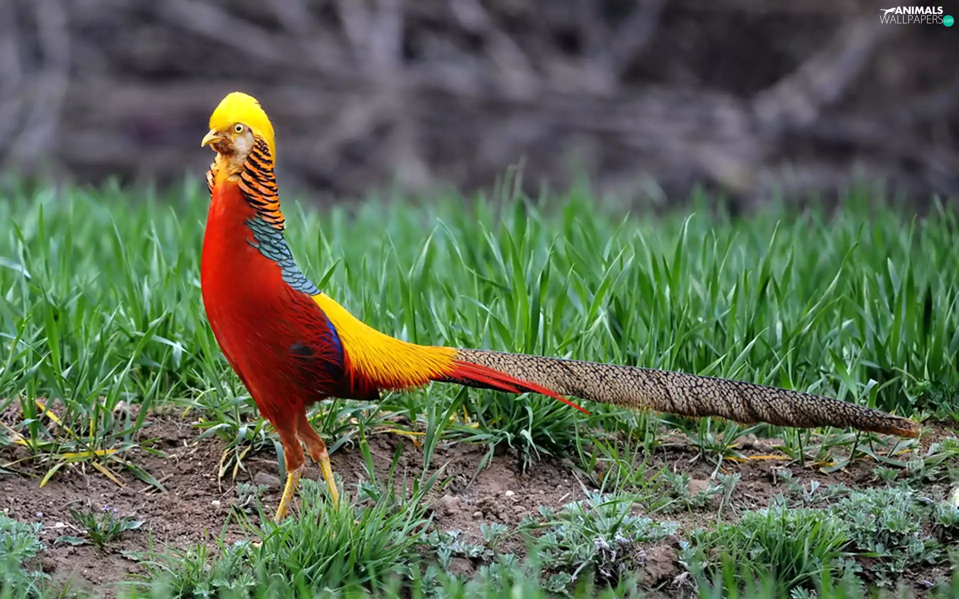 Golden, pheasant