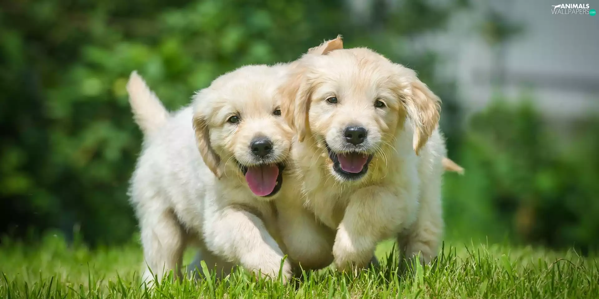 Golden Retrievery, puppies