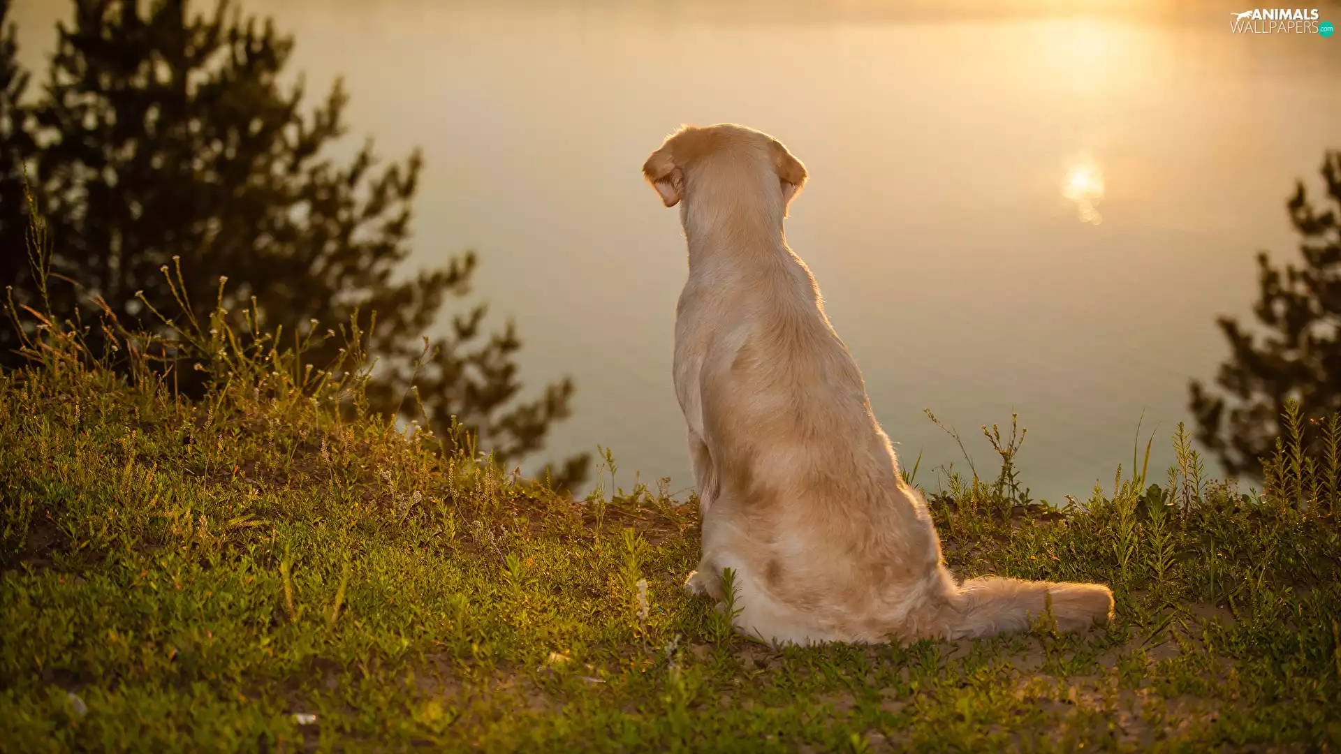 sitter, Golden Retriever, lake, dog