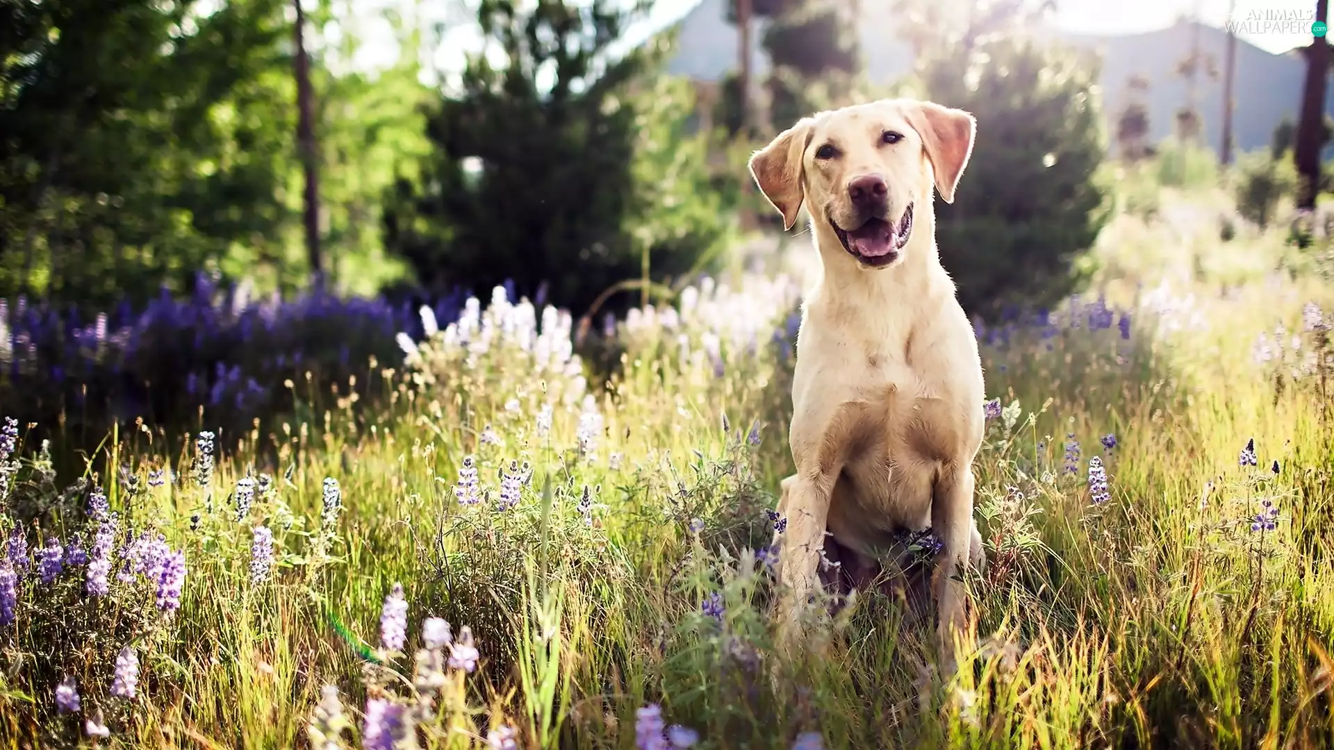 Smile, Golden Retriever, Meadow, dog