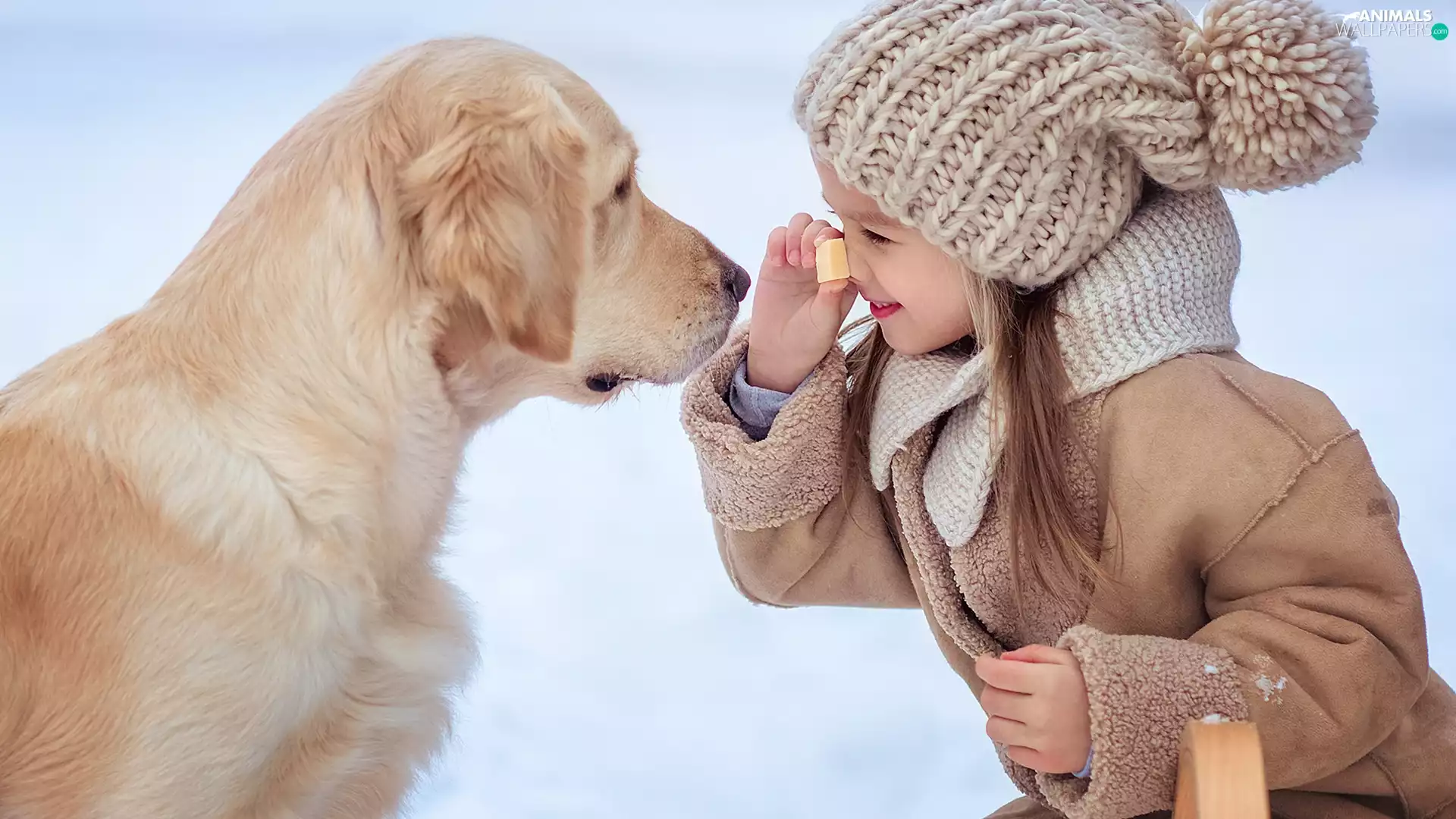 girl, Golden Retriever, rapprochement, dog