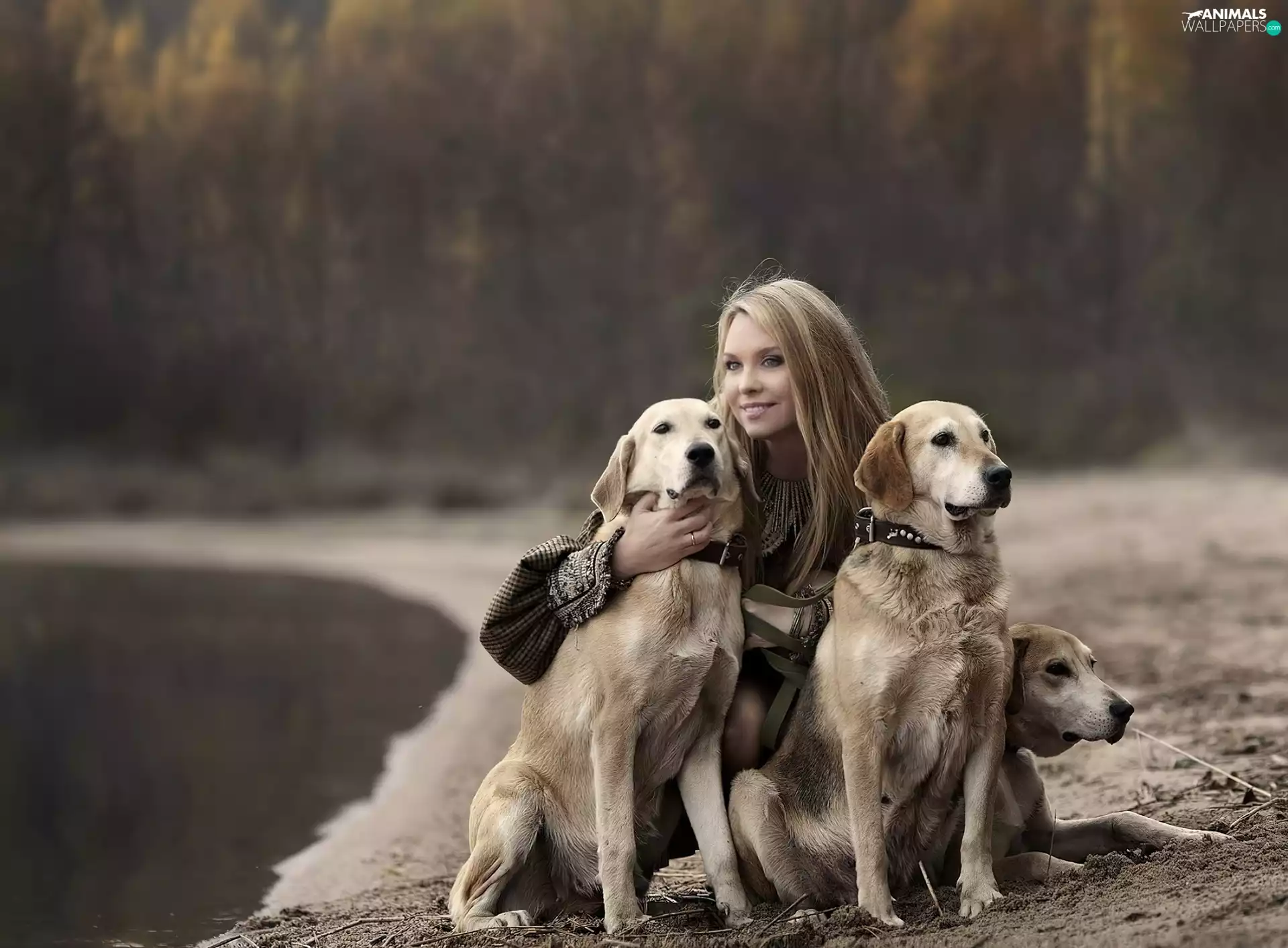 girl, Golden Retriever, wander, Dogs