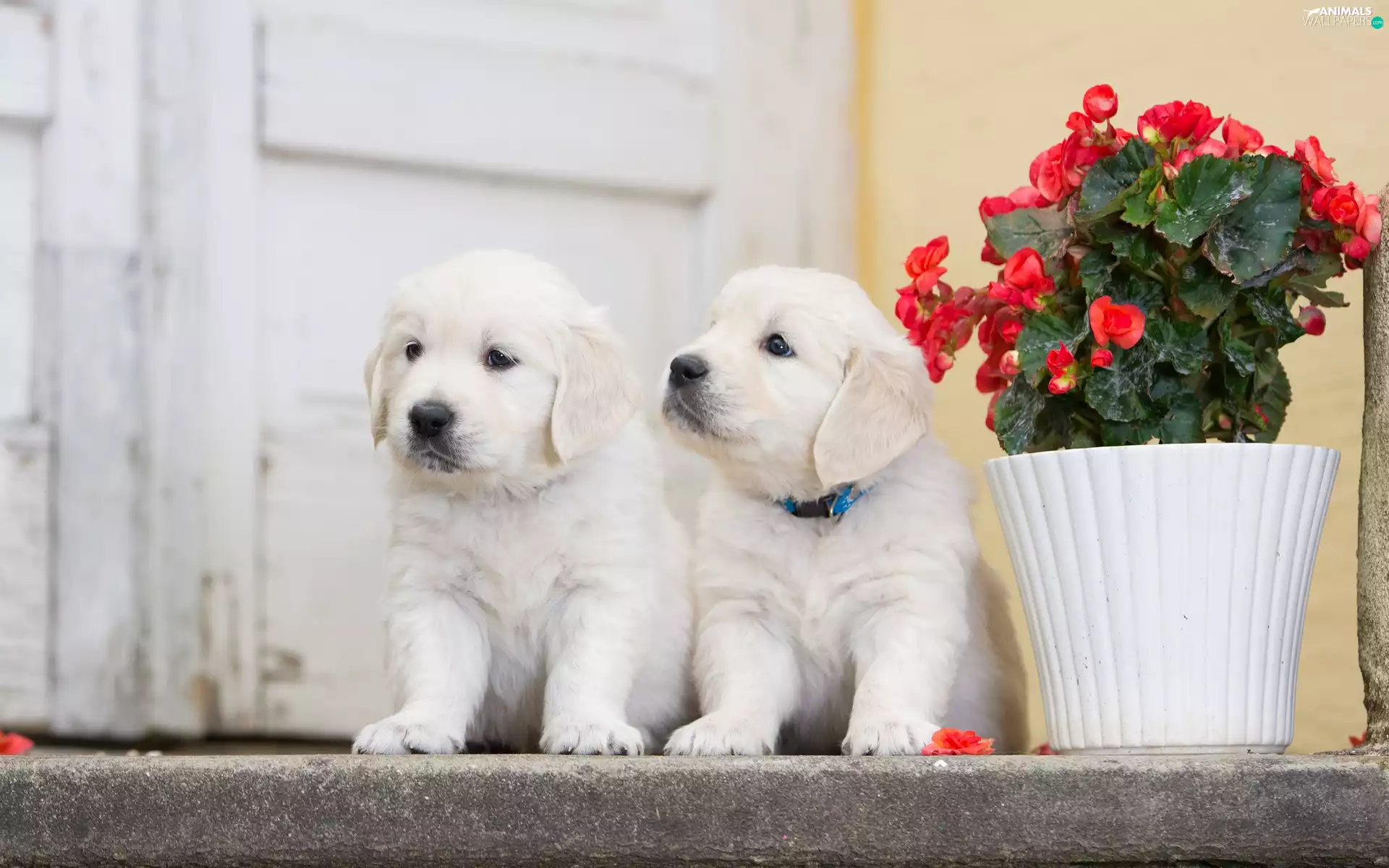 puppies, Golden Retriever, geranium, puppies