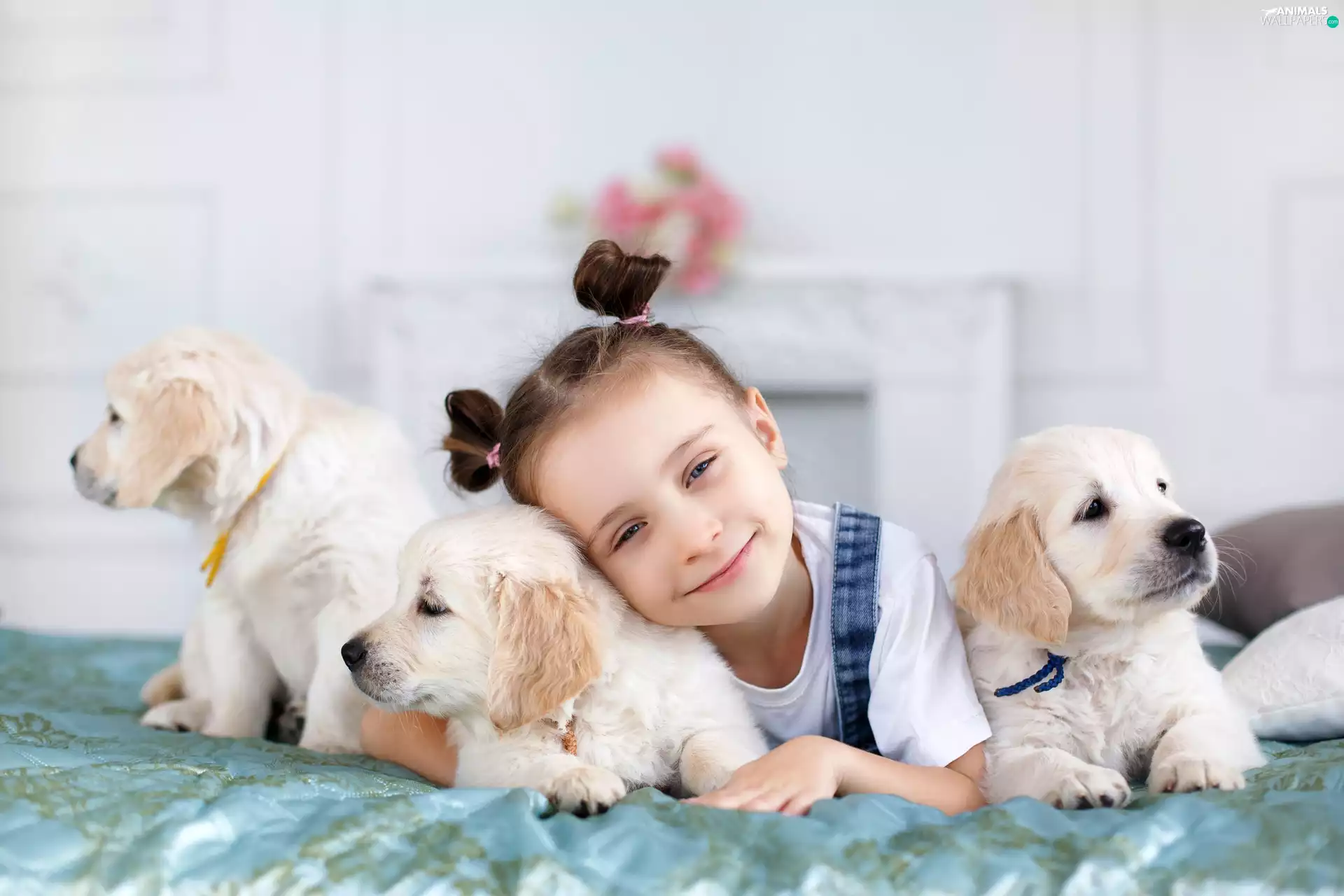 Three, Golden Retriever, girl, puppies