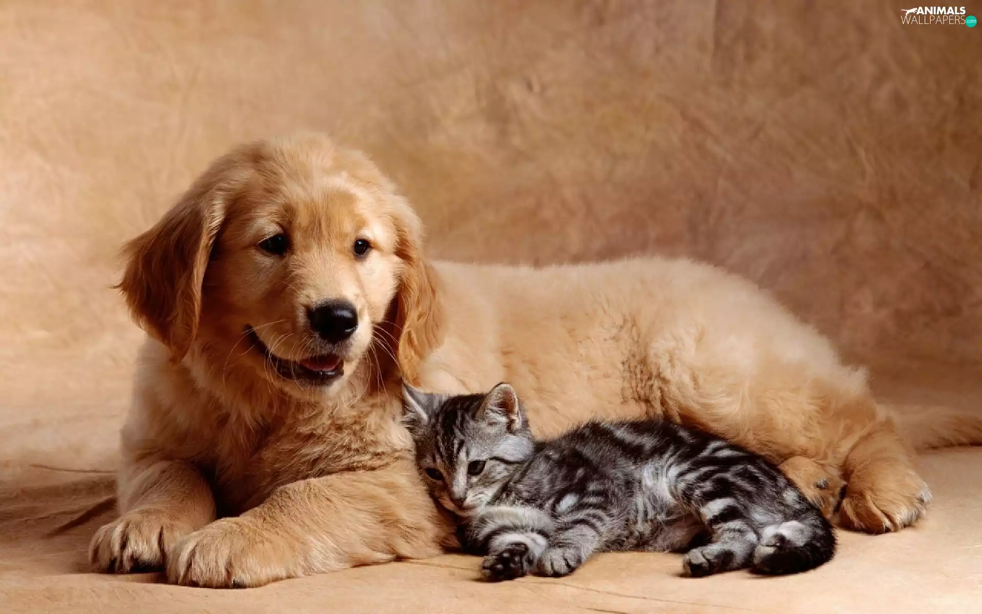 small, Golden Retriever, kitten, Puppy