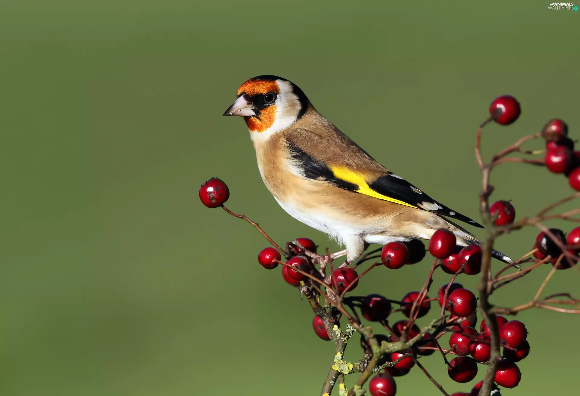goldfinch, Twigs