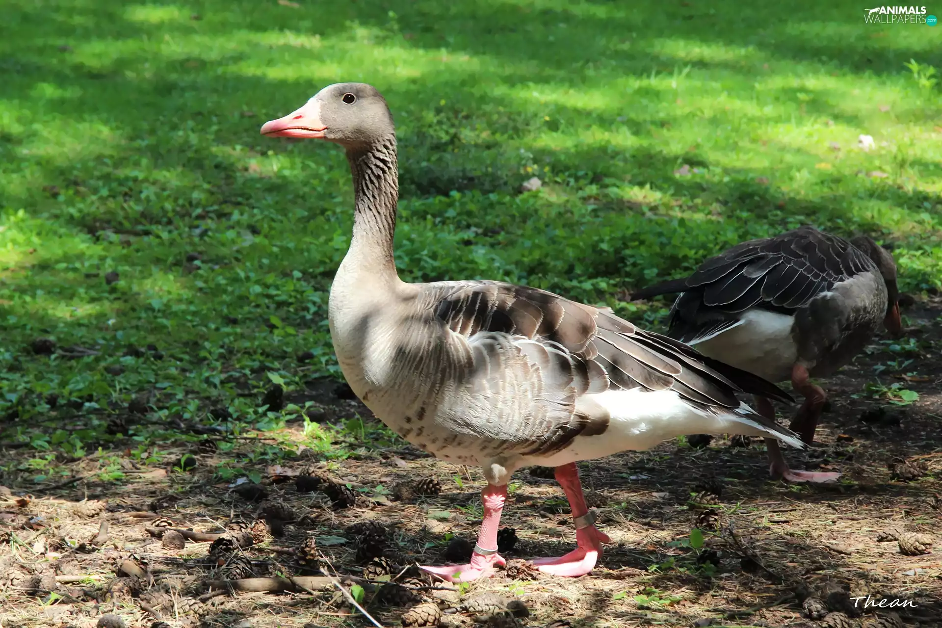 goose, greylag